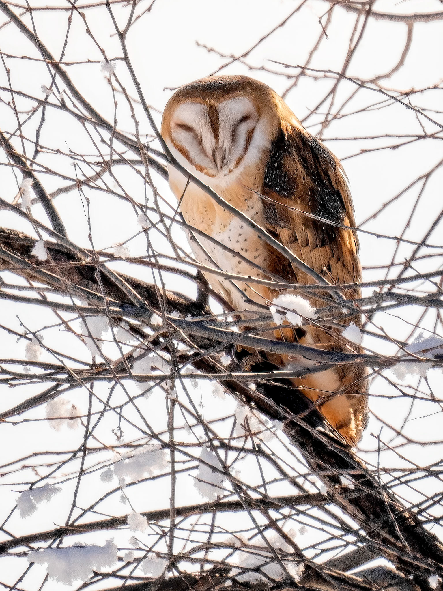 Barn Owl