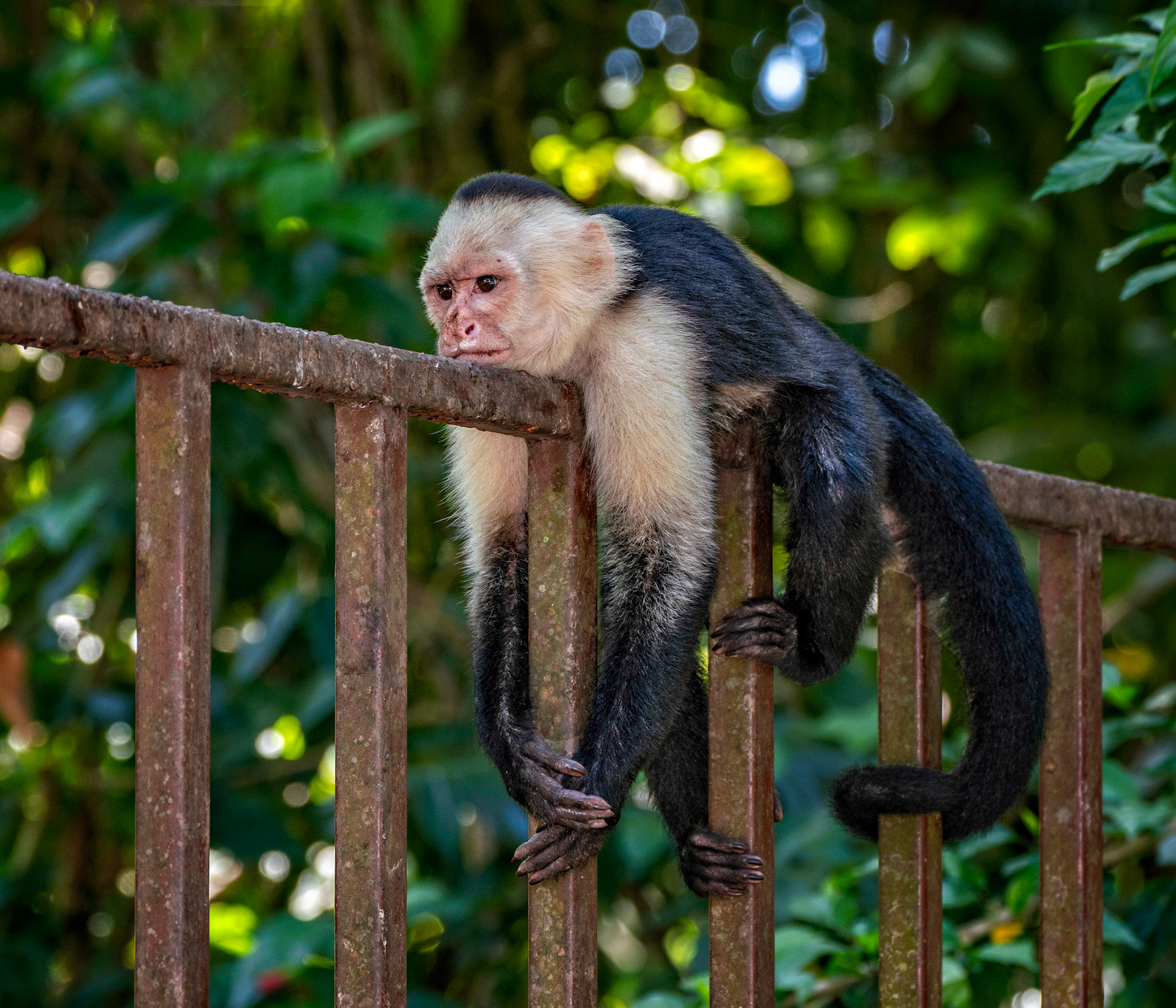 White Face Monkey, Costa Rica