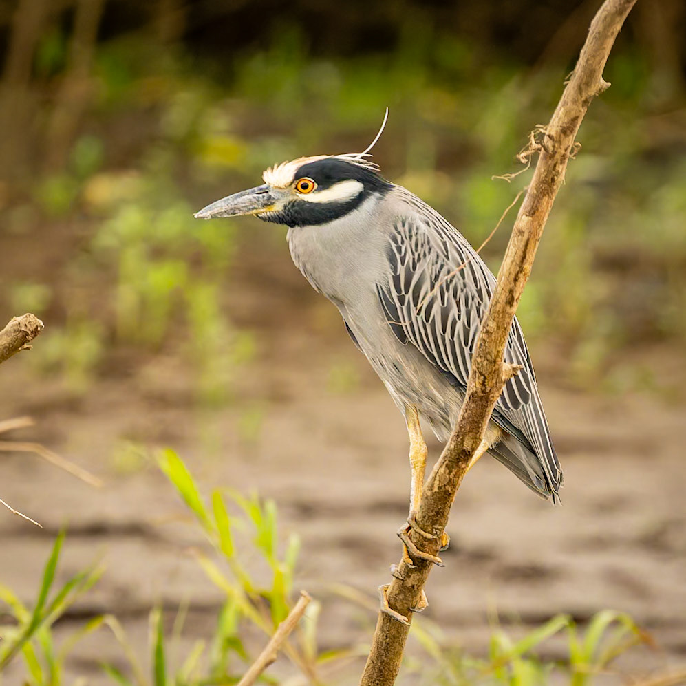 Yellow -crowned Night Heron