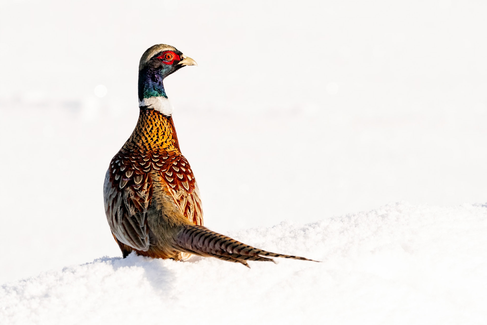 Ring-necked Pheasant male