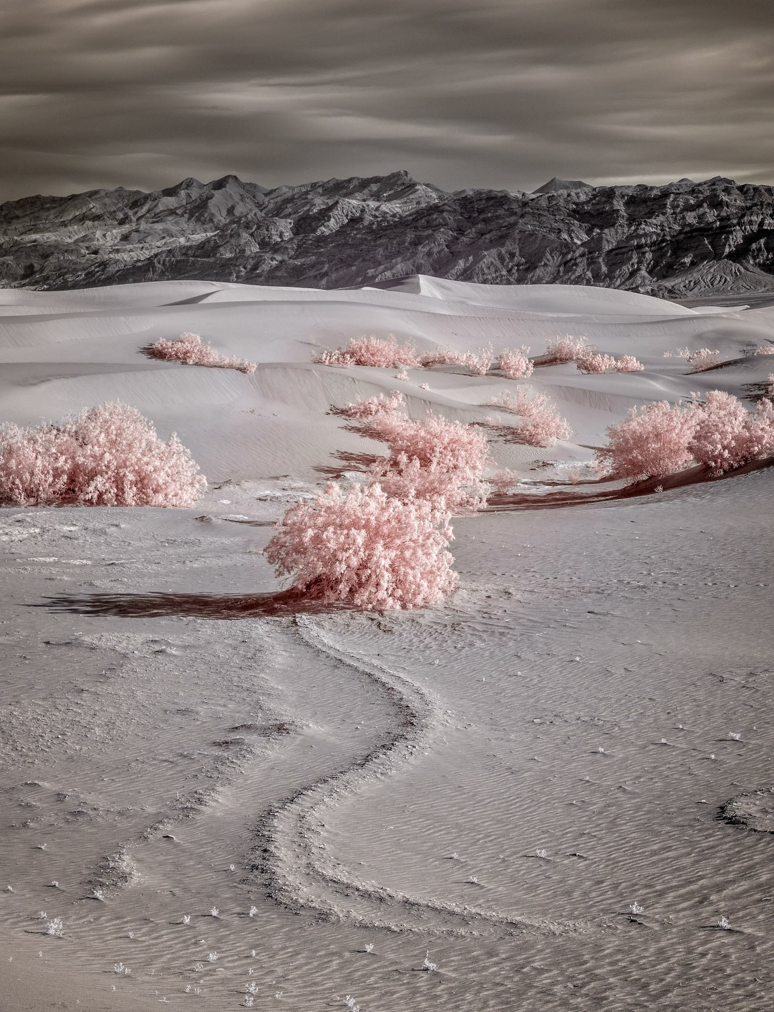 Color infrared of the Mesquite Dunes in Death Valley.