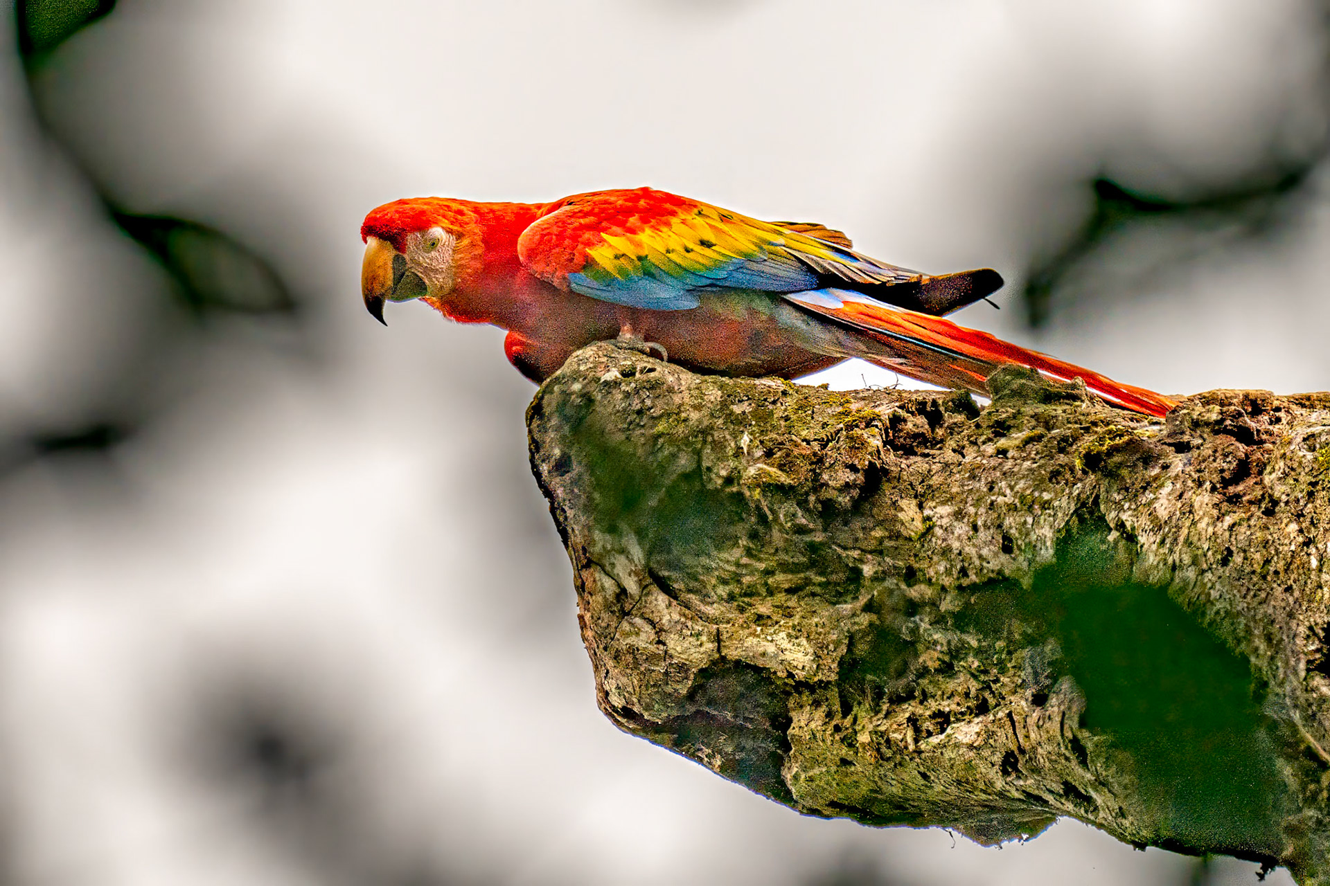 Scarlet Macaw