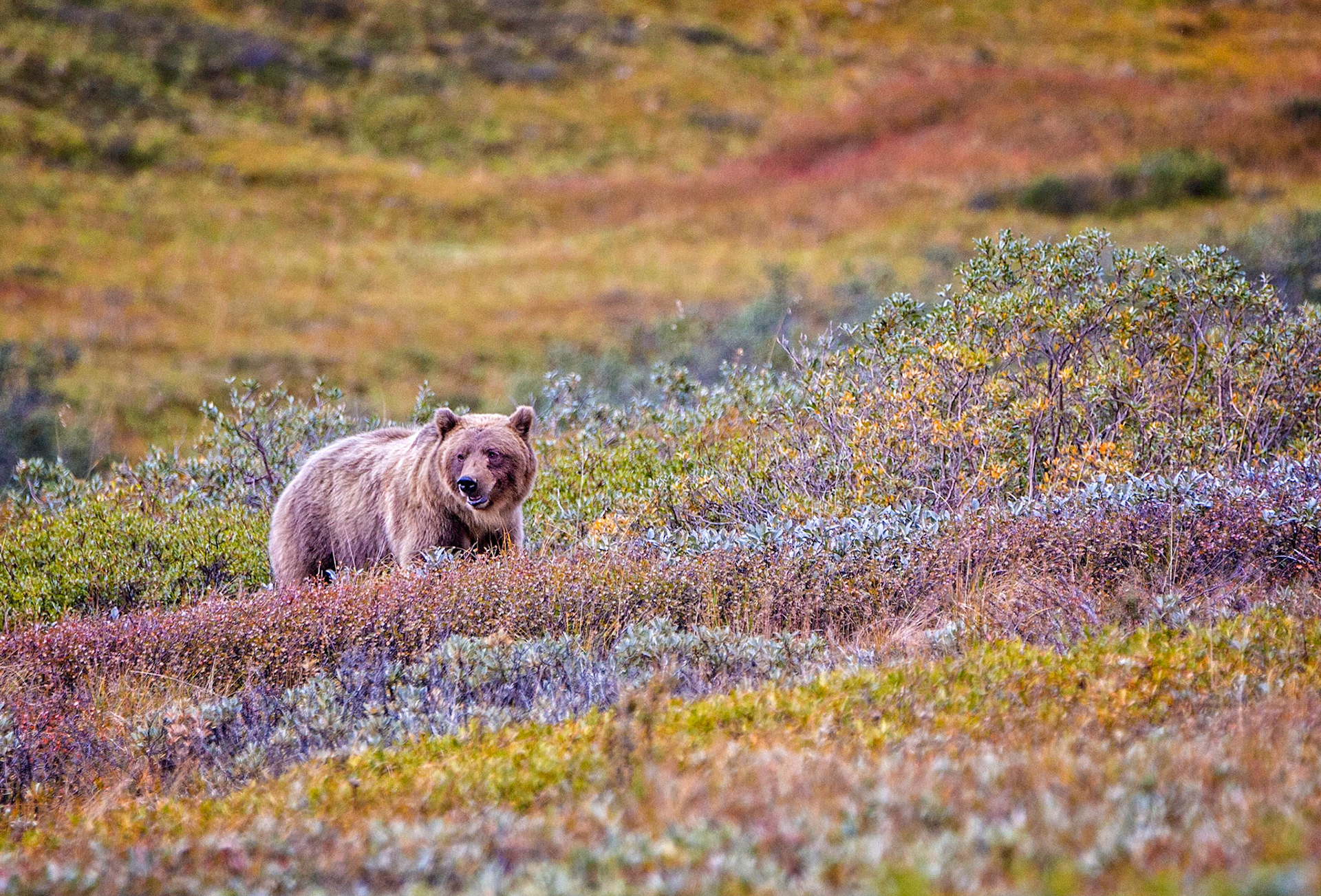 Grizzly, Denali National Park