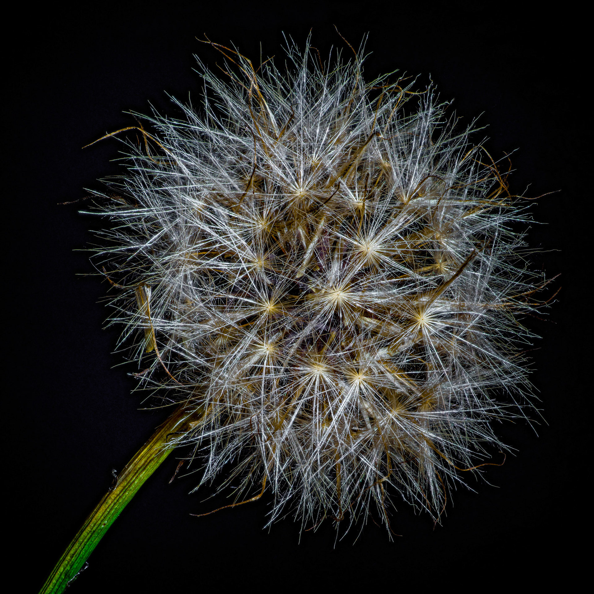 Dandelion seen cluster