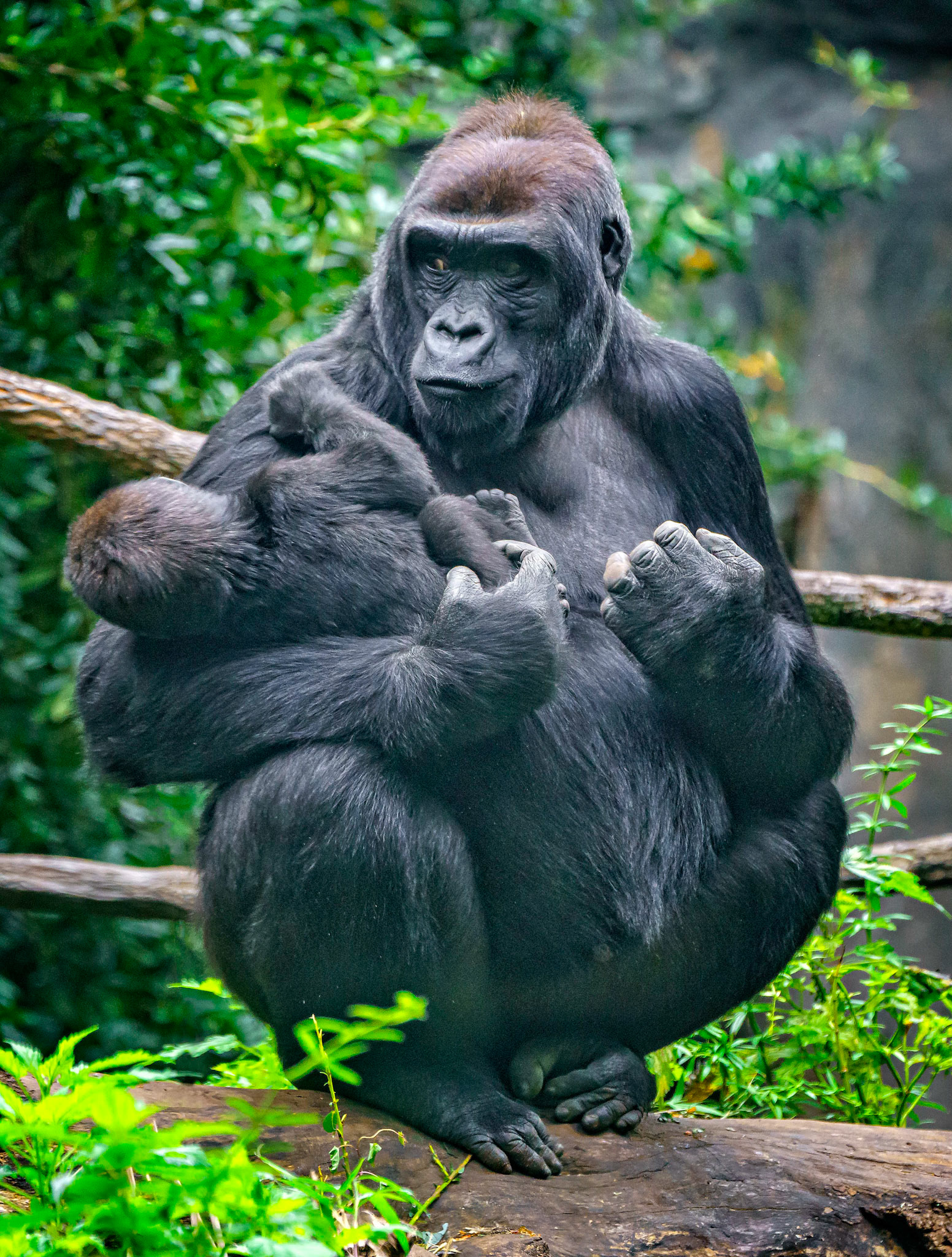 Lowland Gorillas, Woodland Park Zoo Seattle