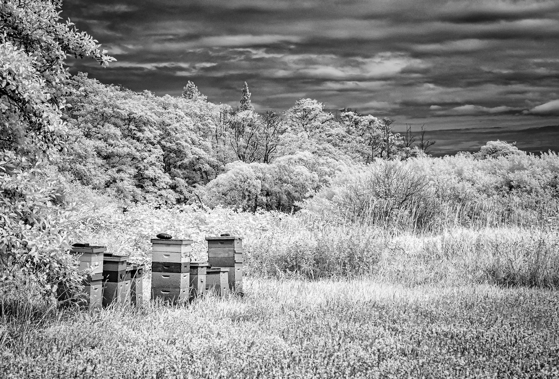 Beehives in Sequim, WA