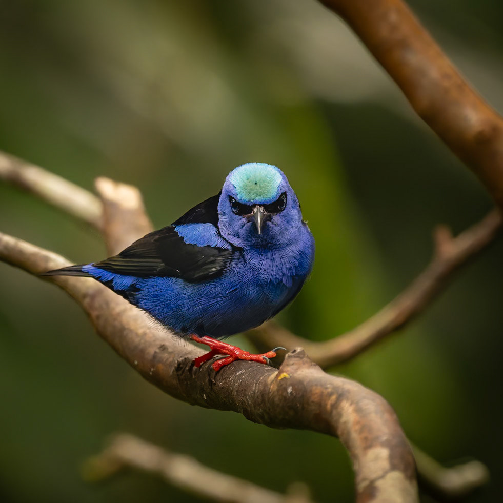Shining Honeycreeper