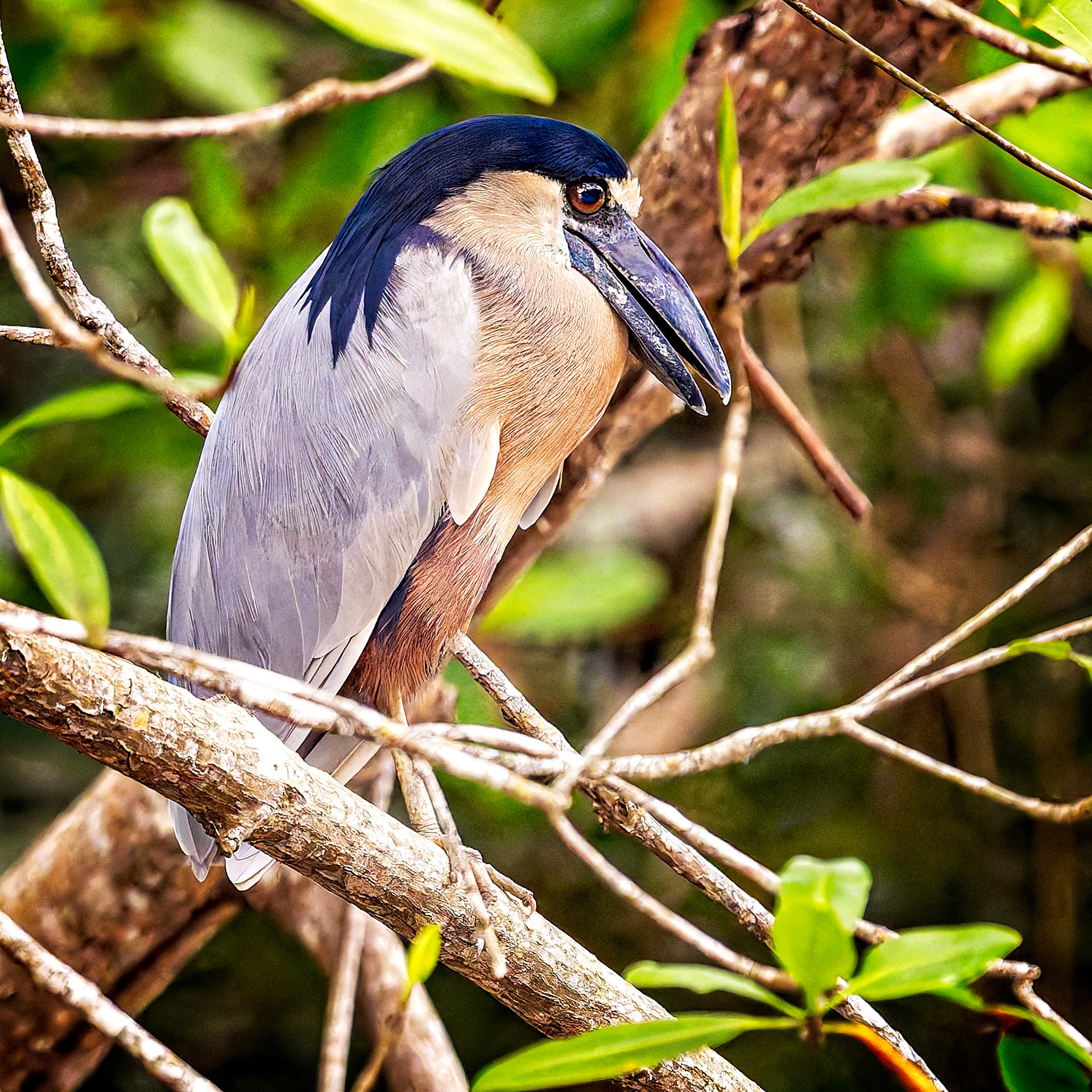 Boat-billed Heron