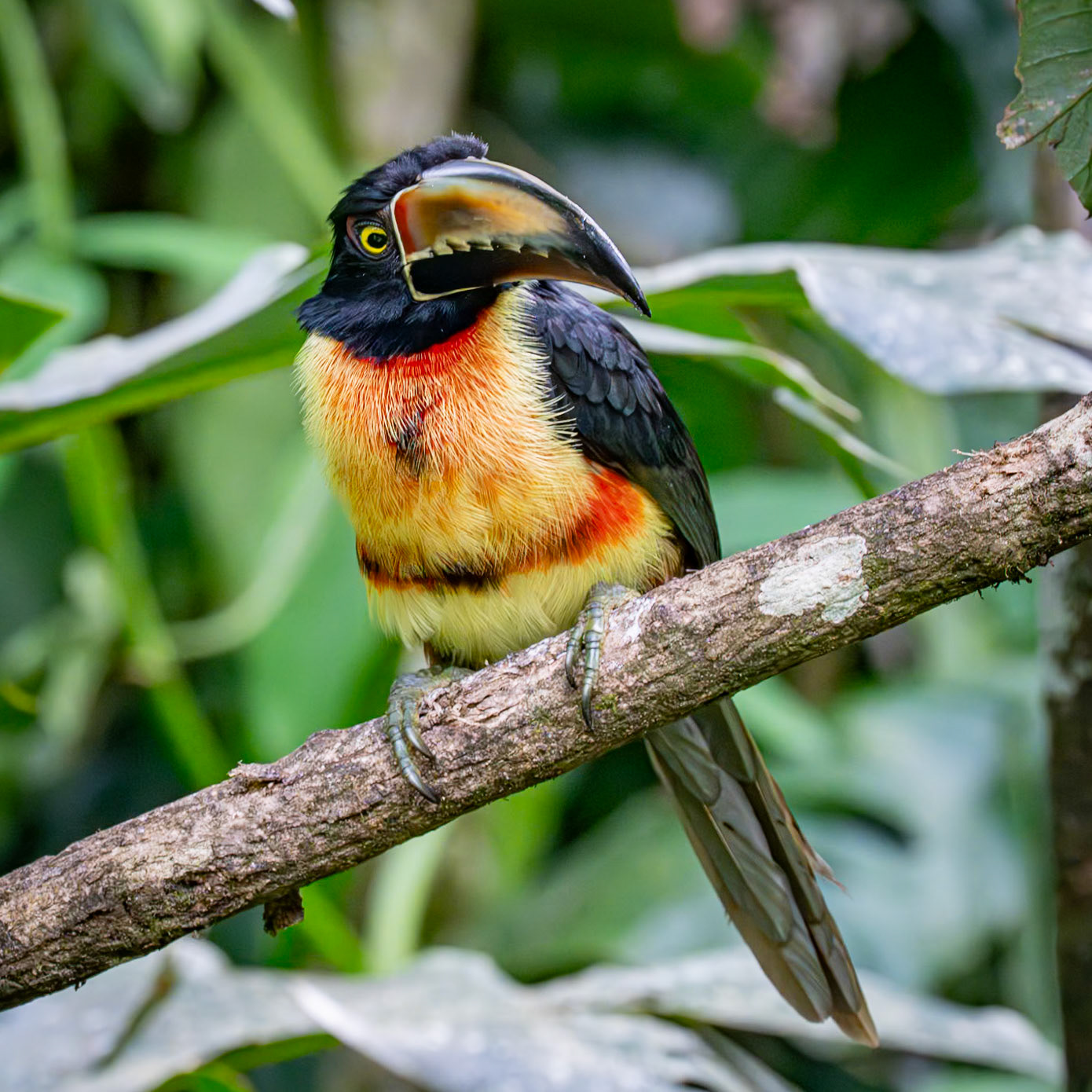 Fiery-billed Aricari