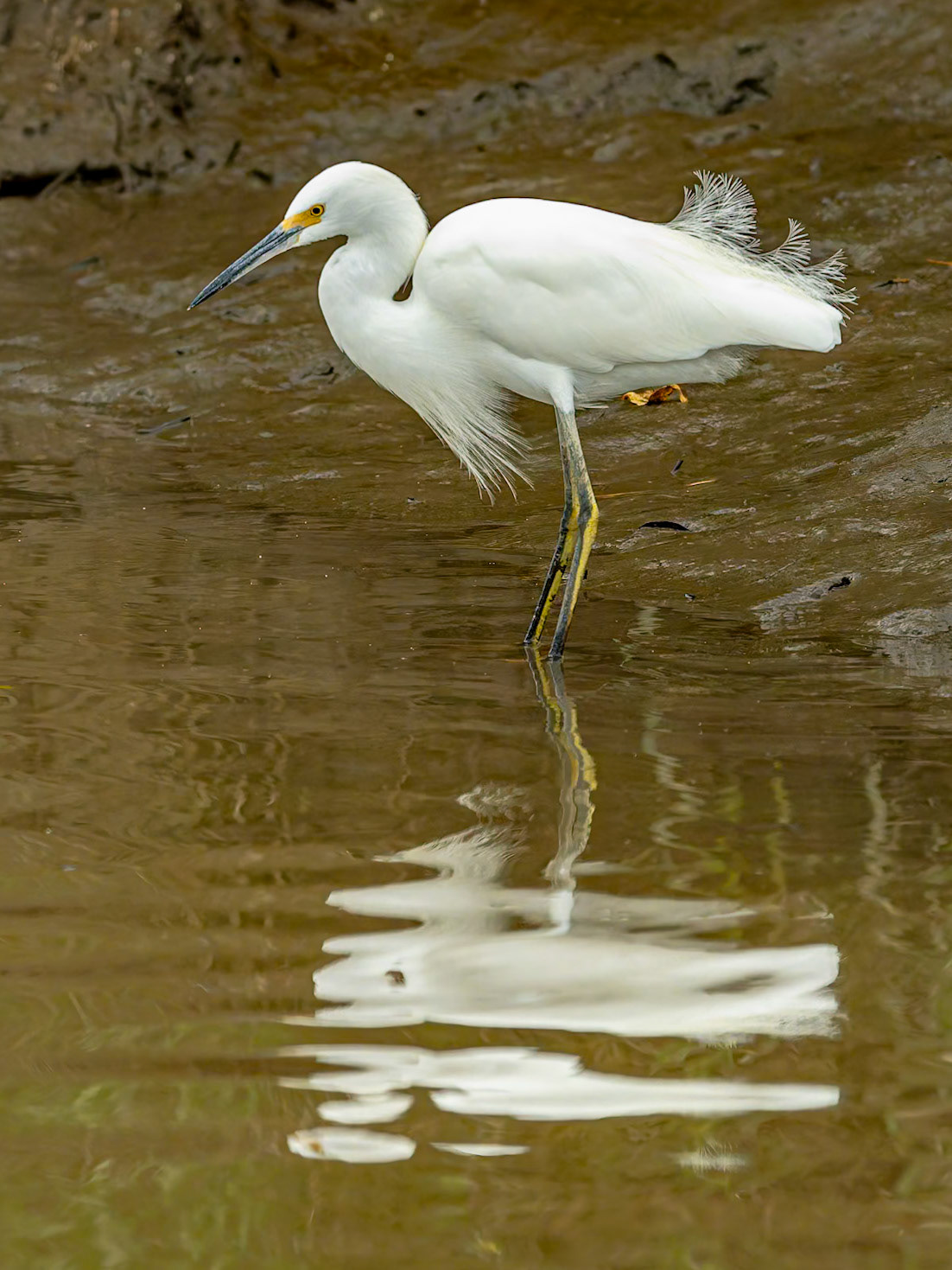 Great White Egret