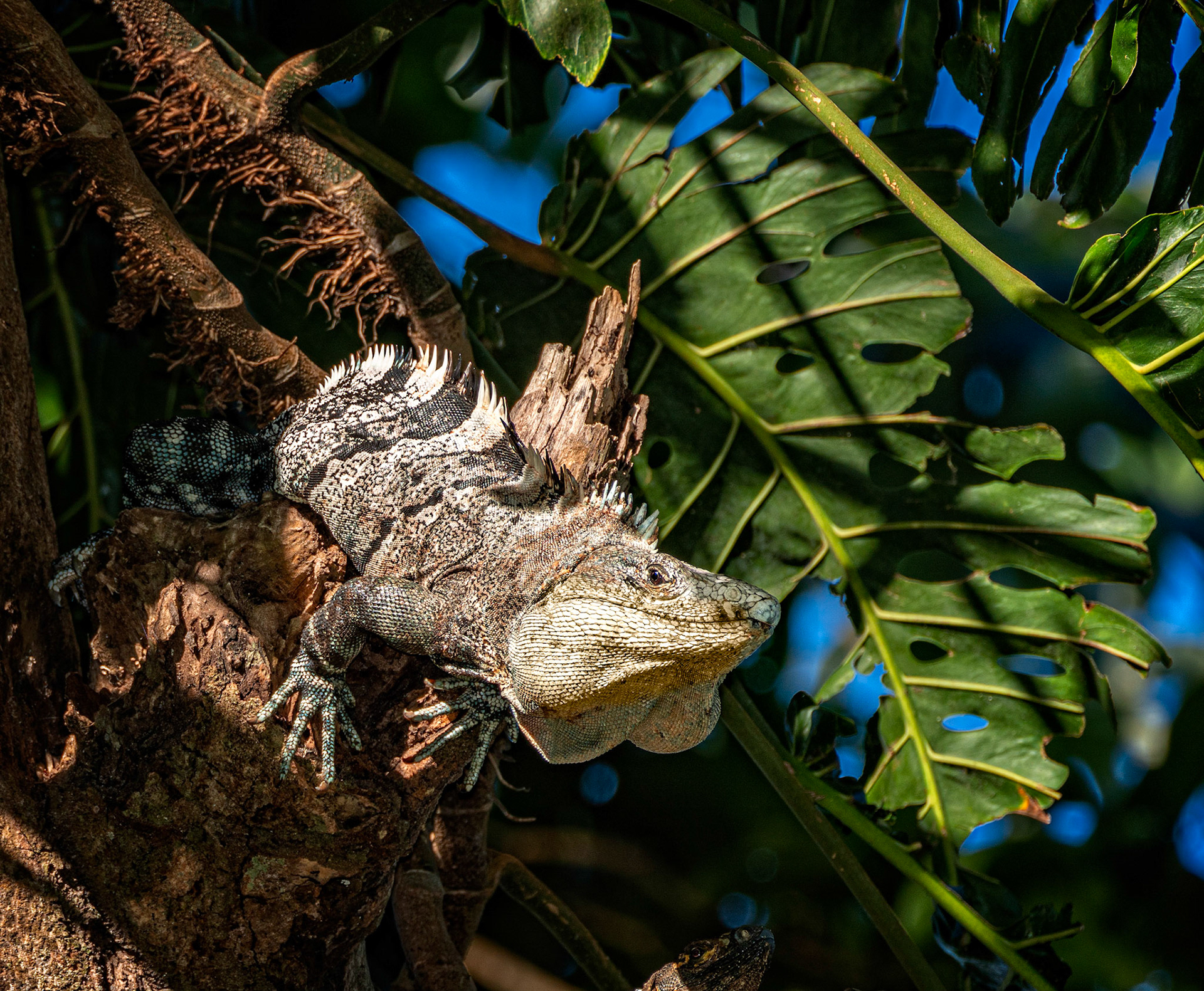 Iguana, Costa Rica
