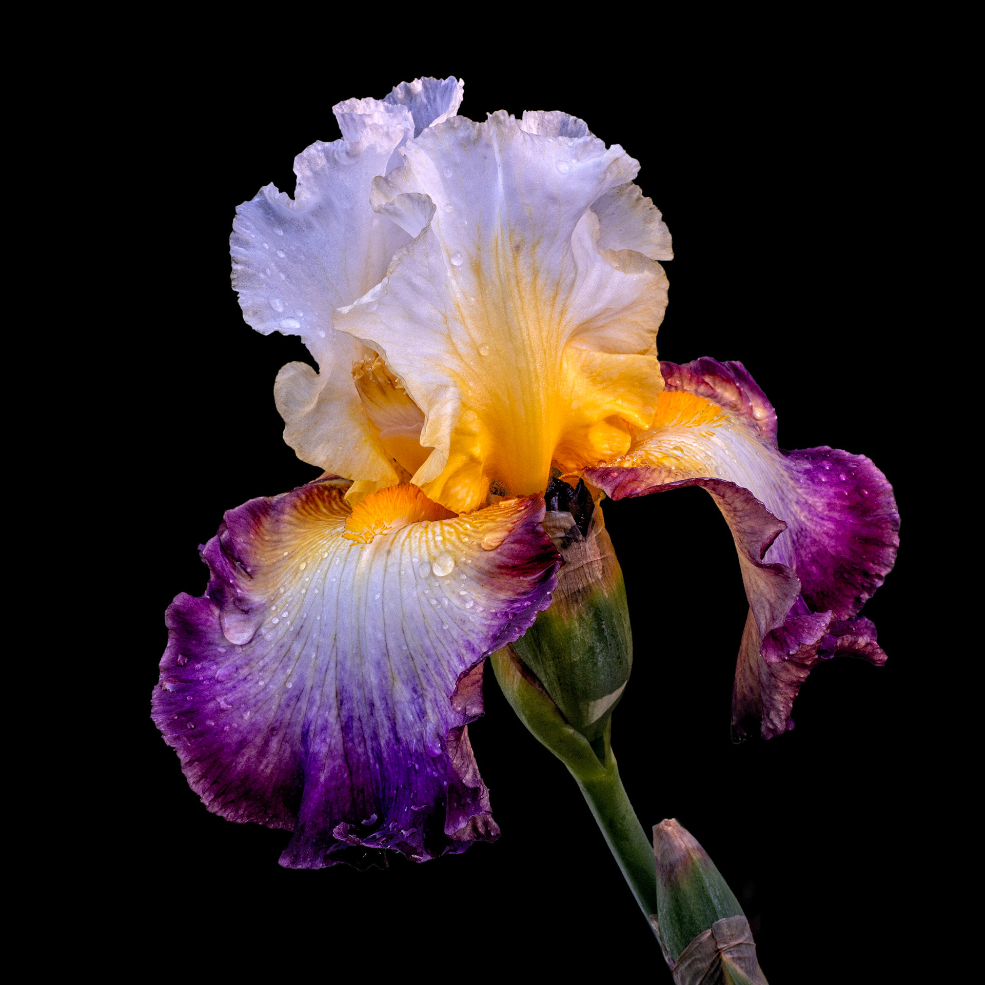 Iris