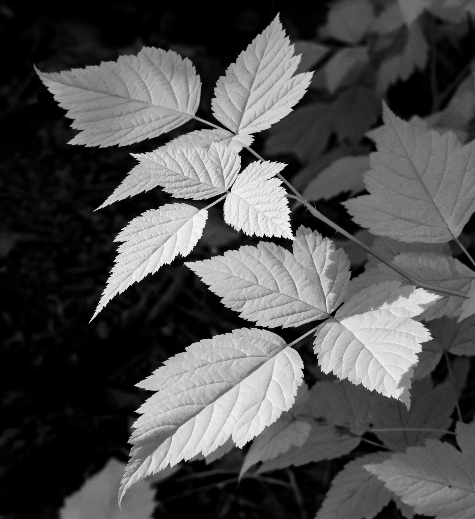 Infrared leaves