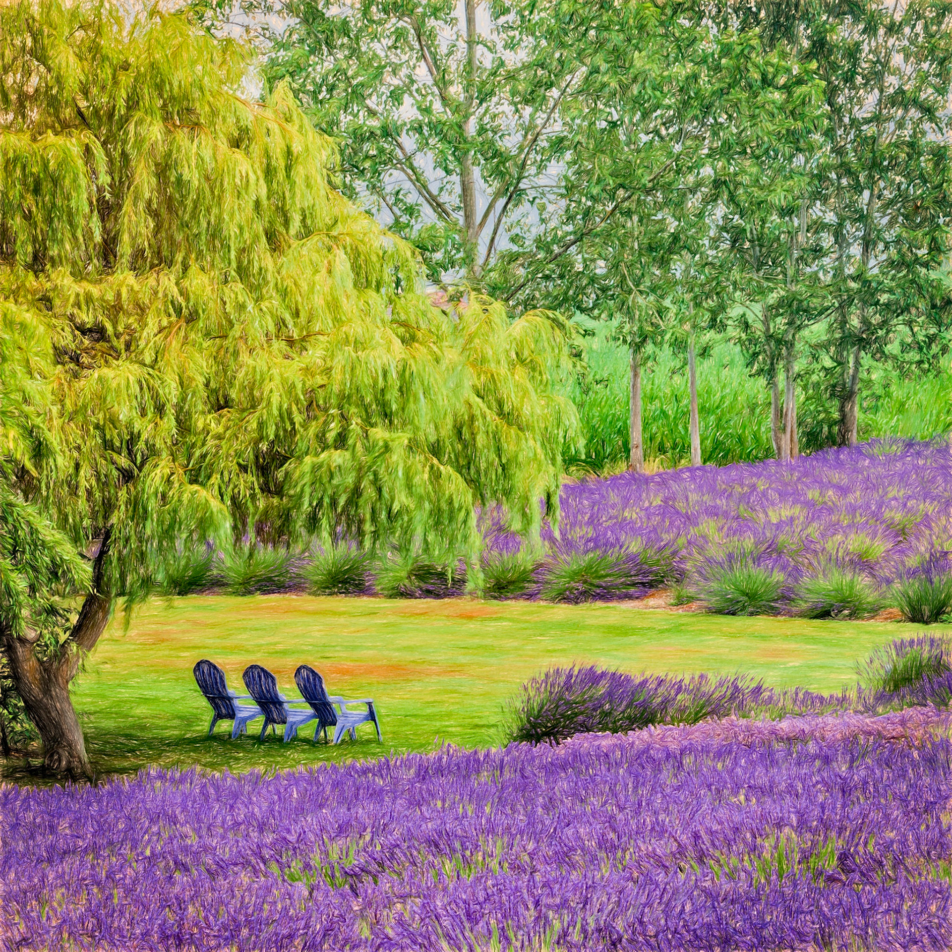 Contemplating the Lavender