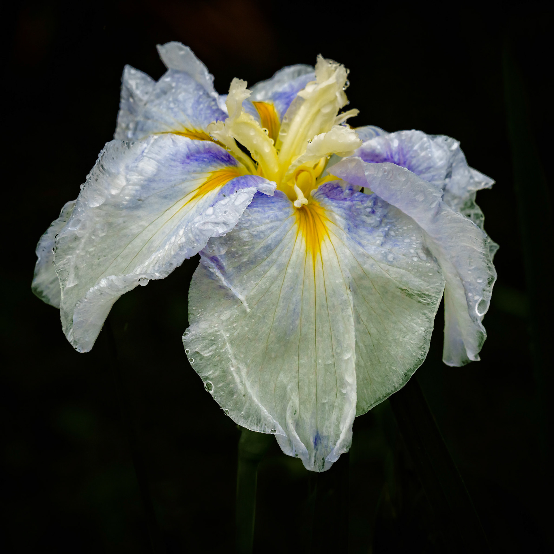 Iris