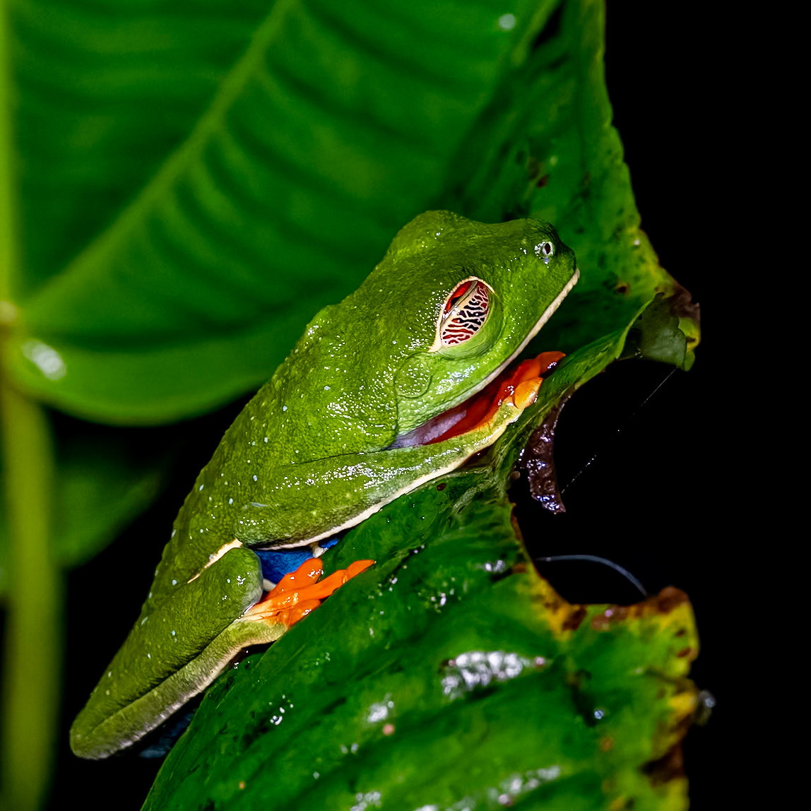 Red Eyed Tree Frog (eyes closed)