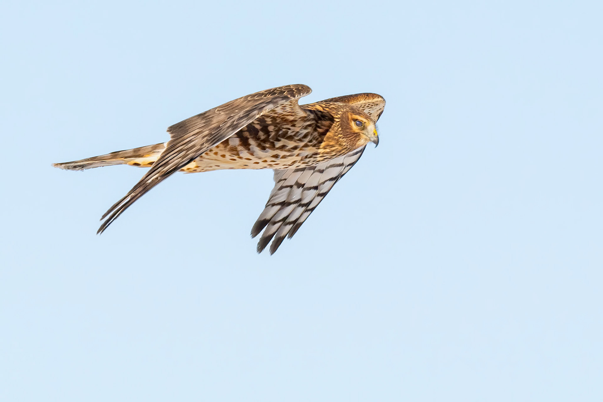 Northern Harrier
