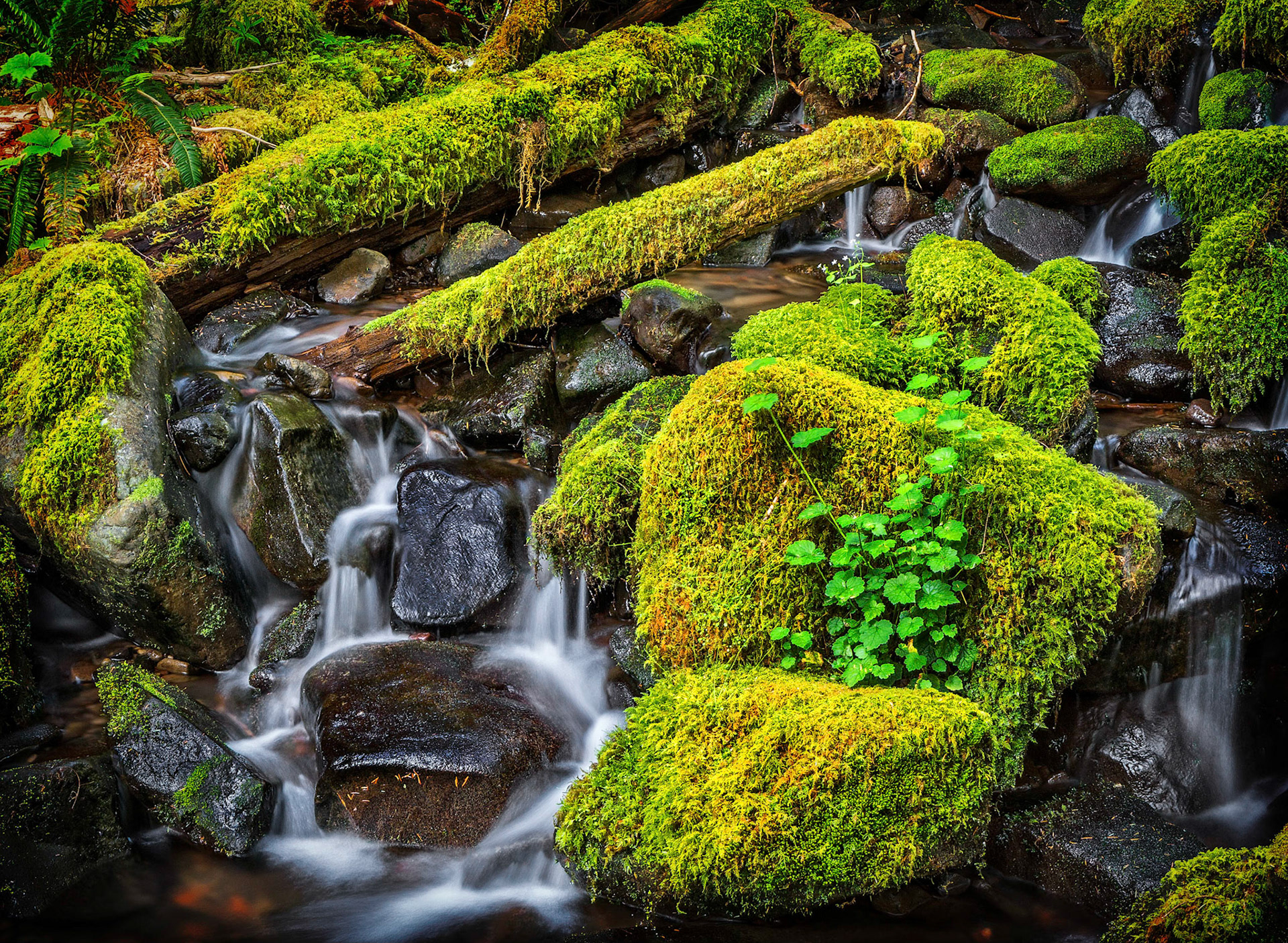 Olympic National Park