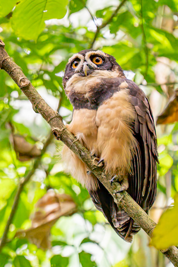 Spectacled Owl