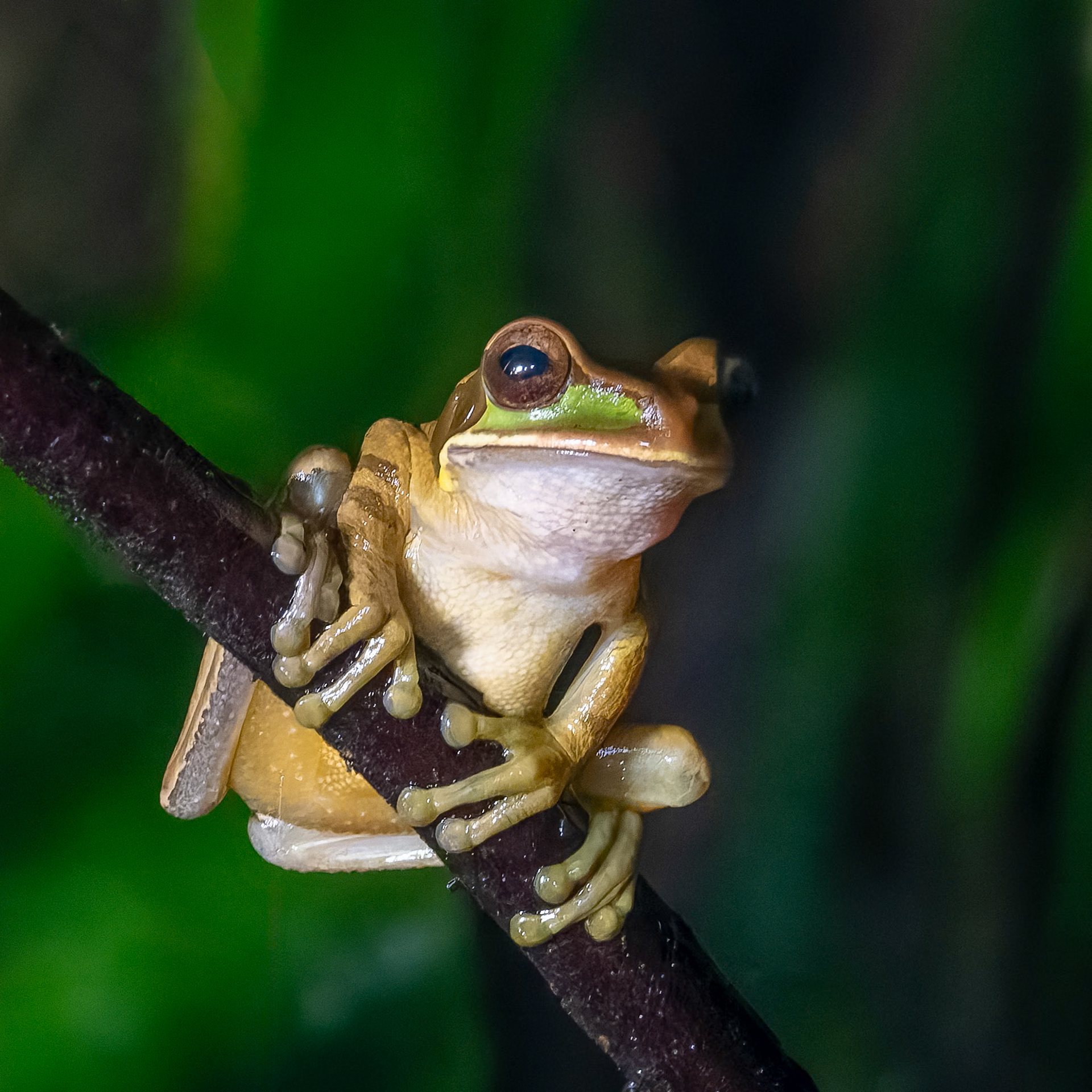 Tree Frog