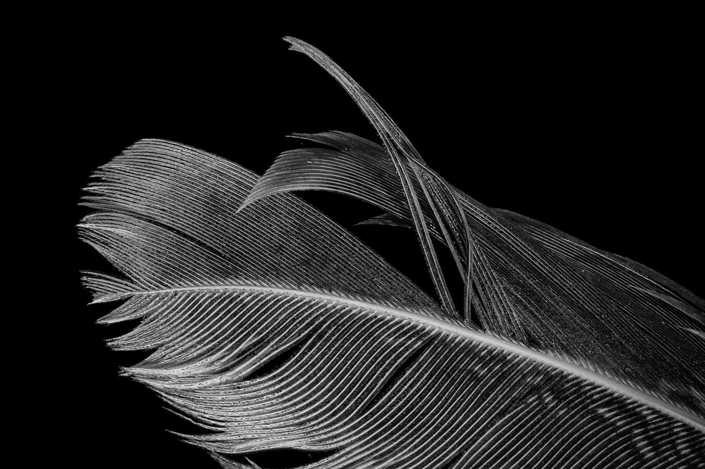 Feather