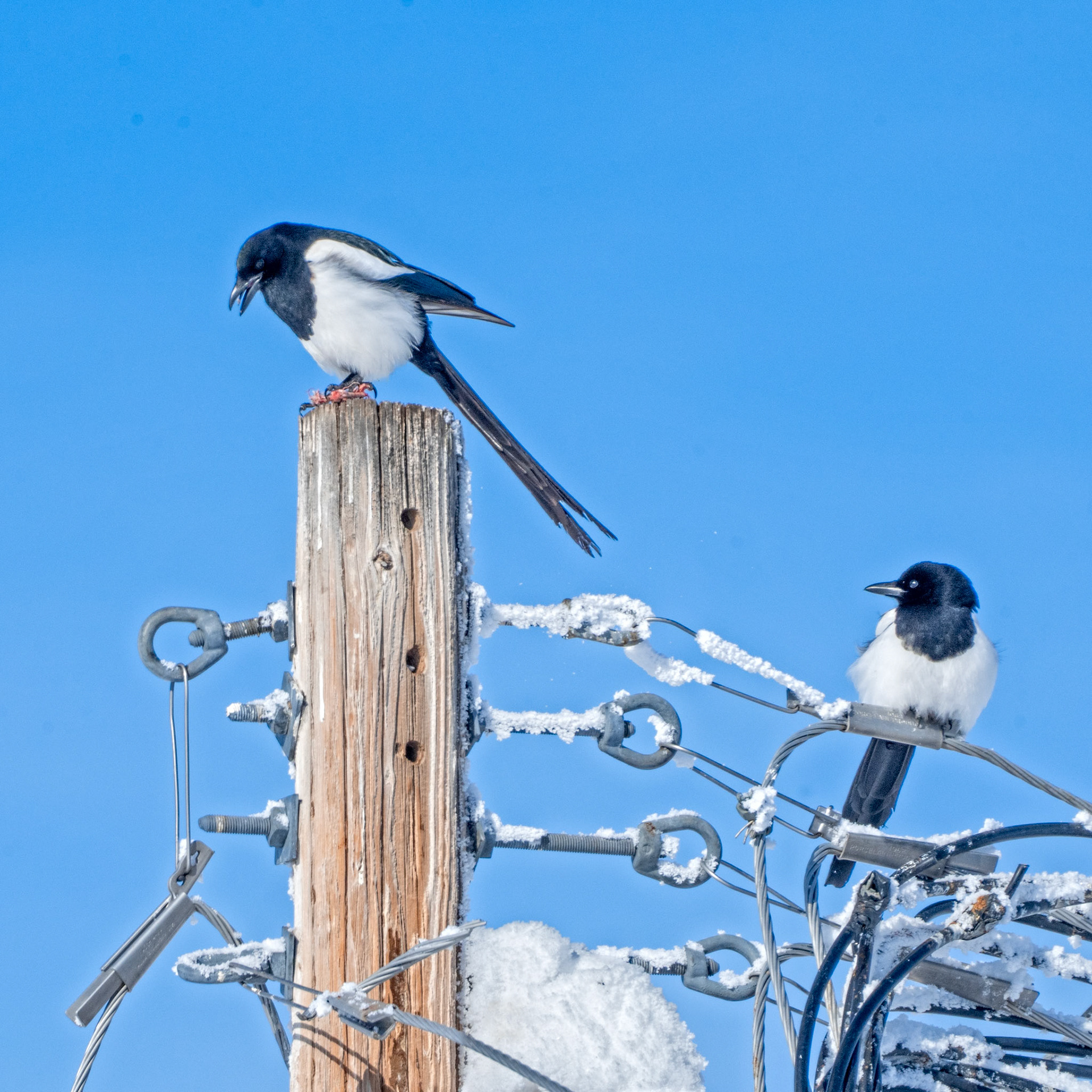 Black-billed Magpie