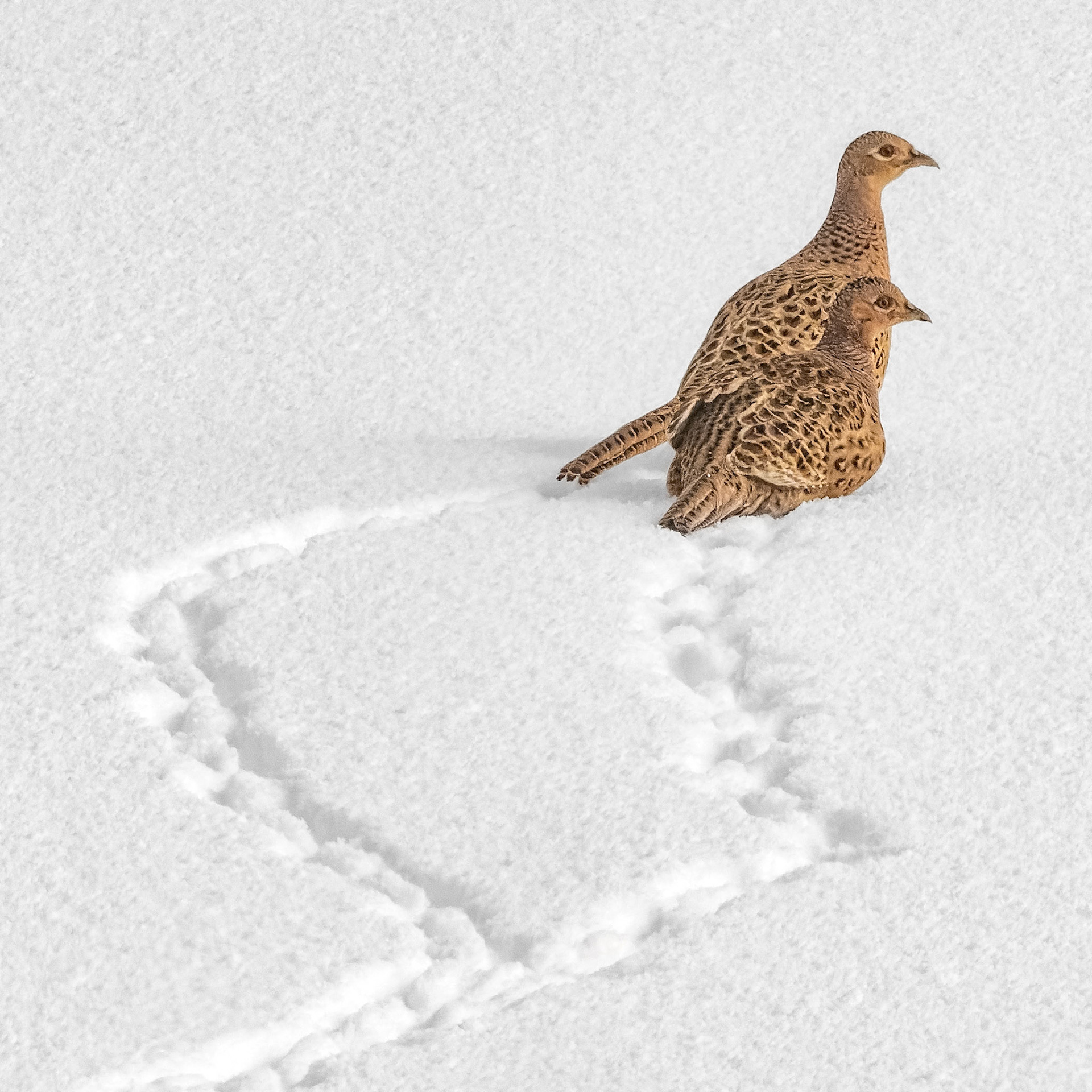 Ring-necked Pheasants female