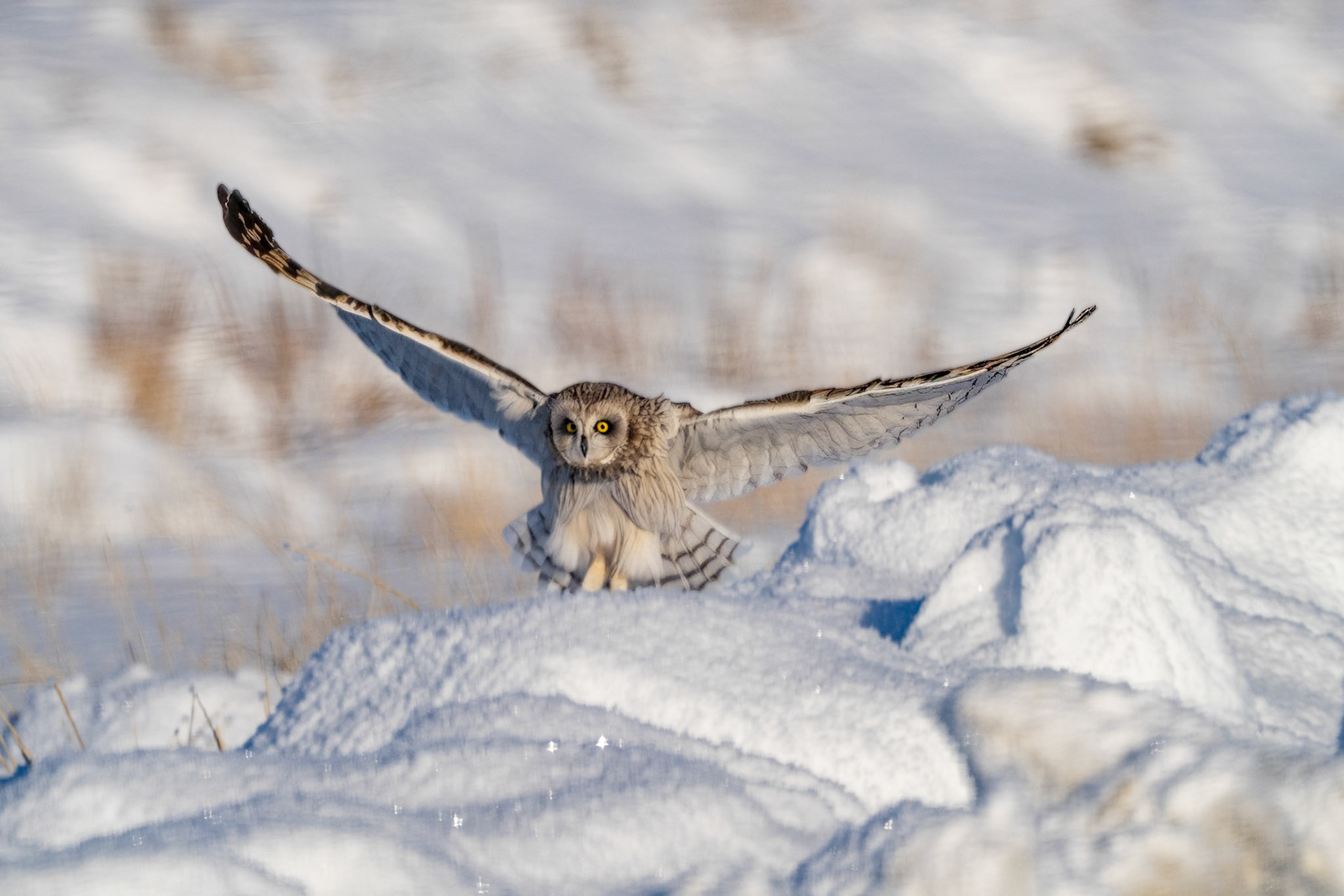 Short-eared Owl