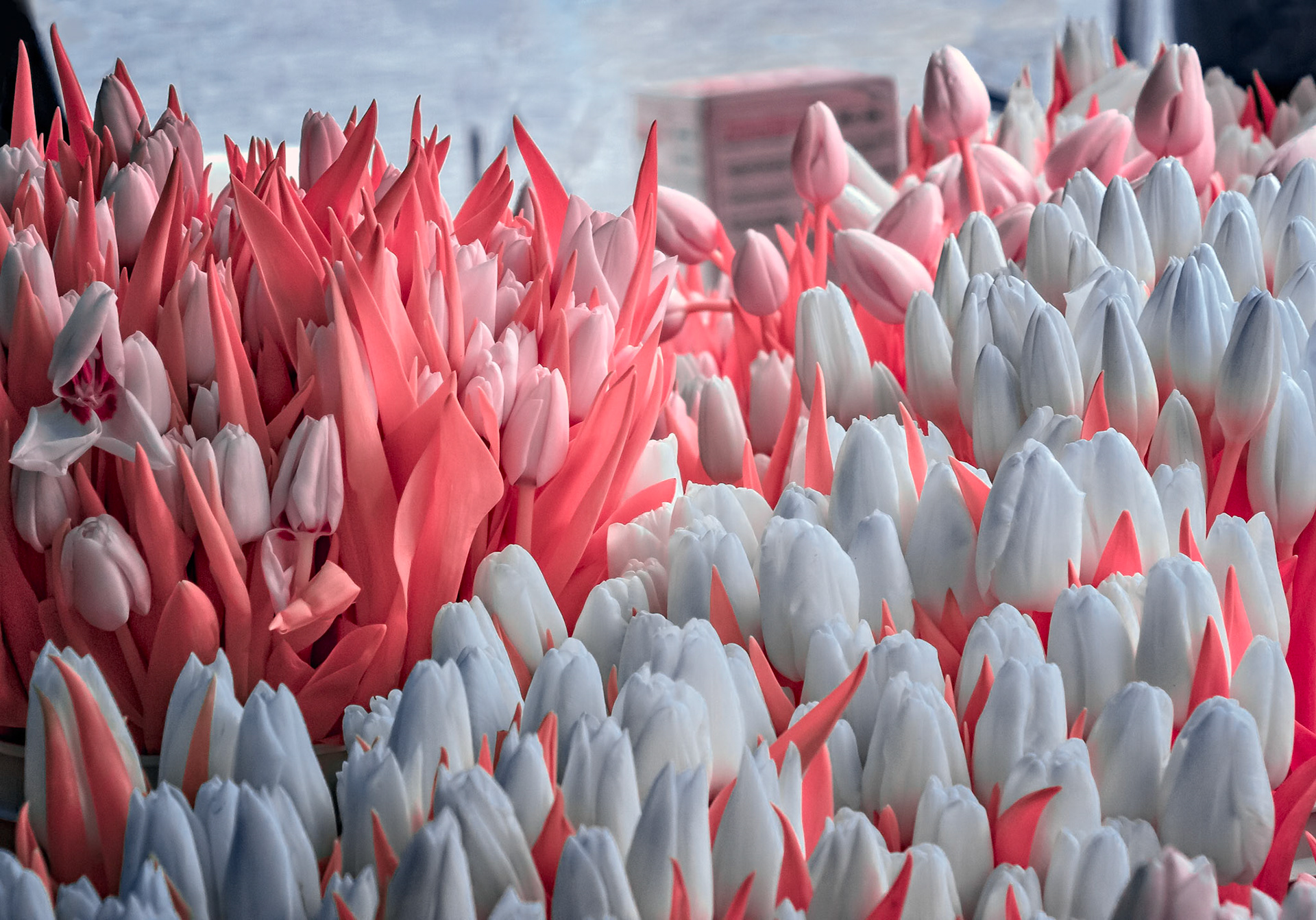 False Color Infrared of a tulip display at Seattle's Pike Place Market. Shot with a Canon Rebel SL1 converted with LifePixel's Super Color (590 nm) filter.