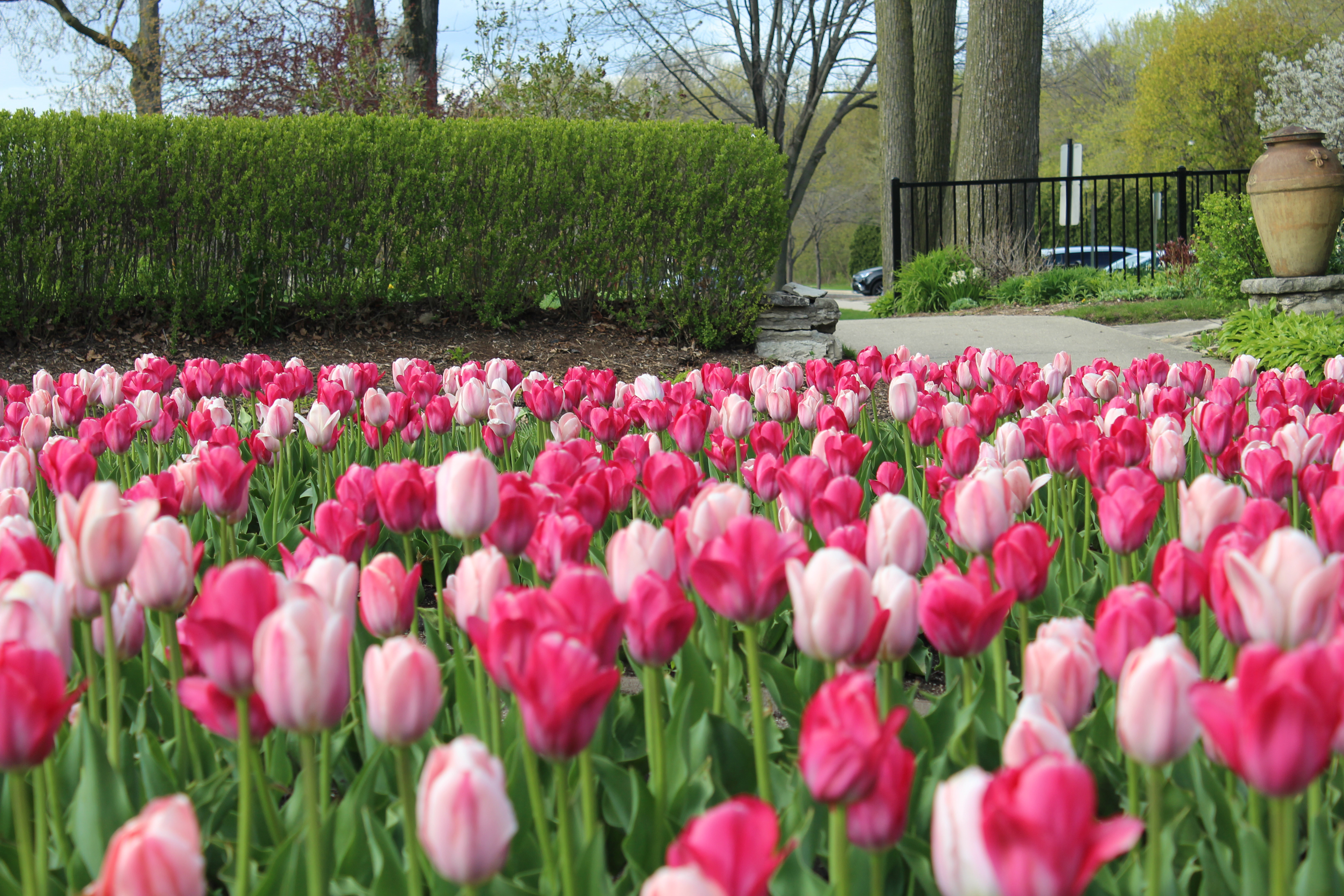 Tulip Landscape