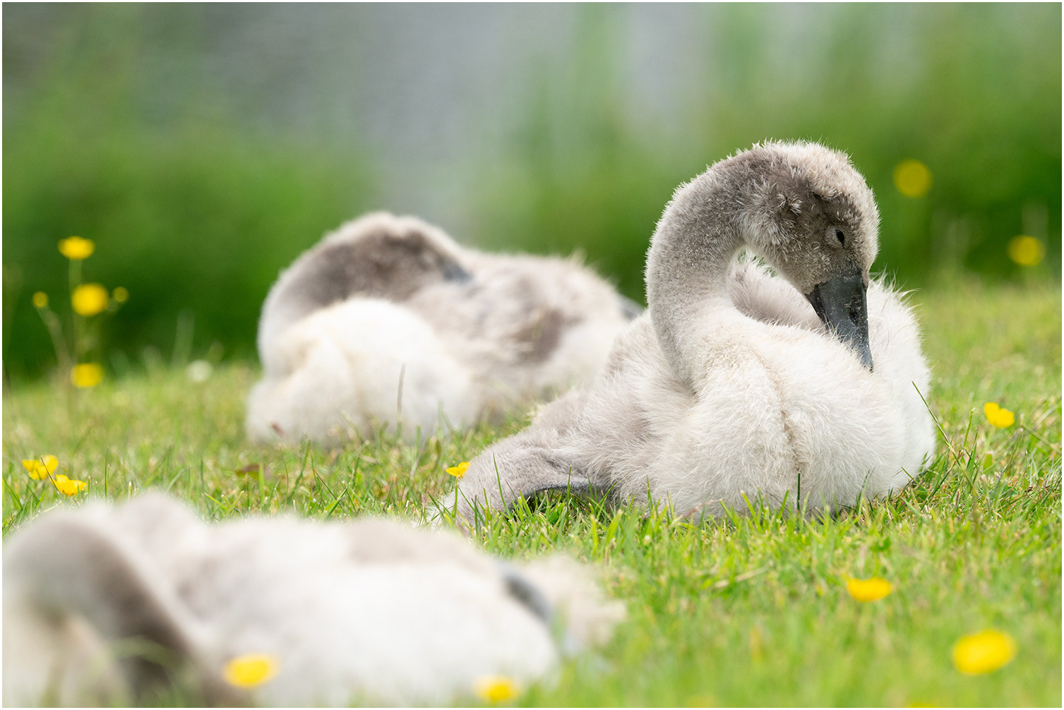 Baby Swans