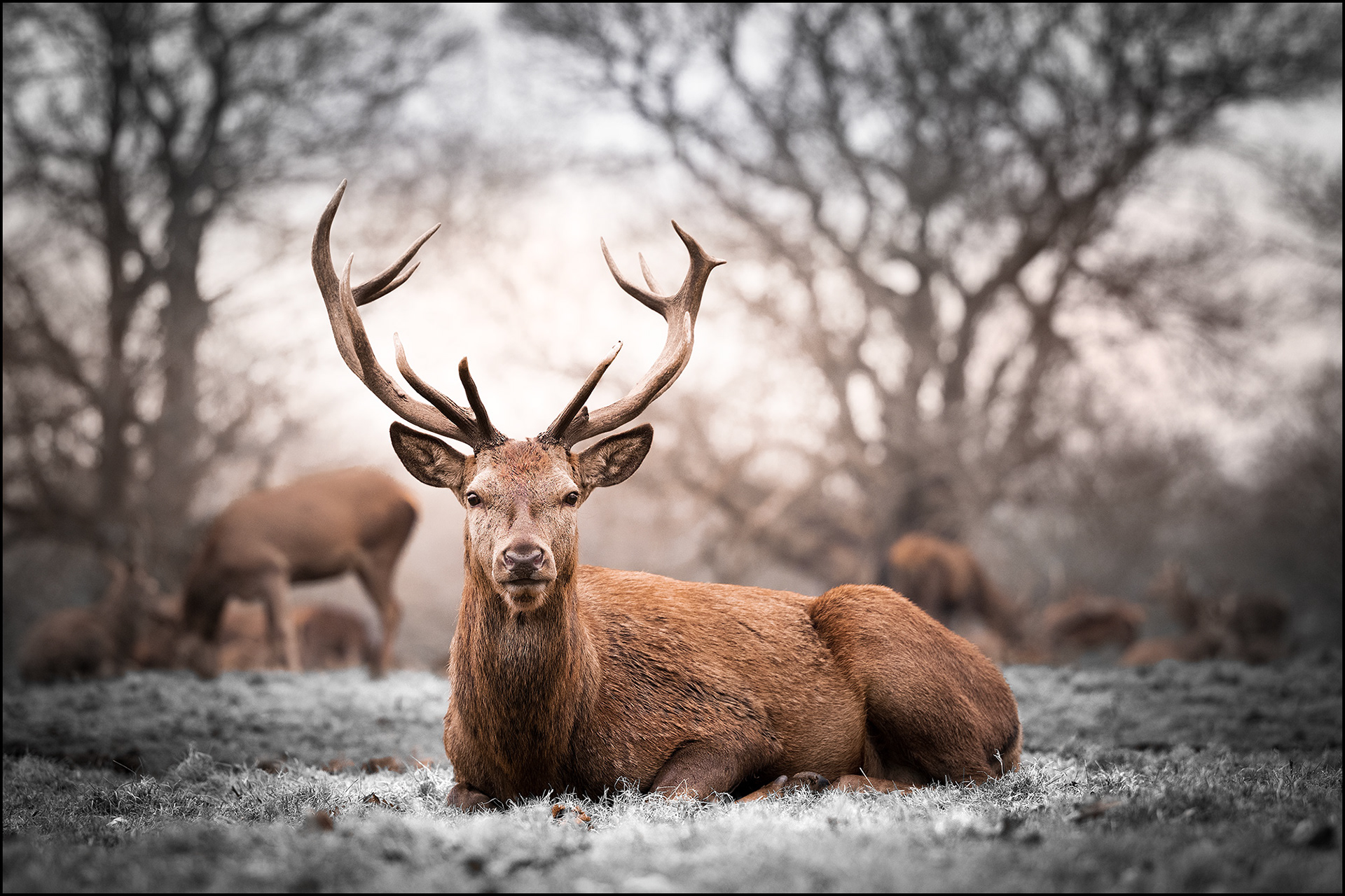 Red Deer