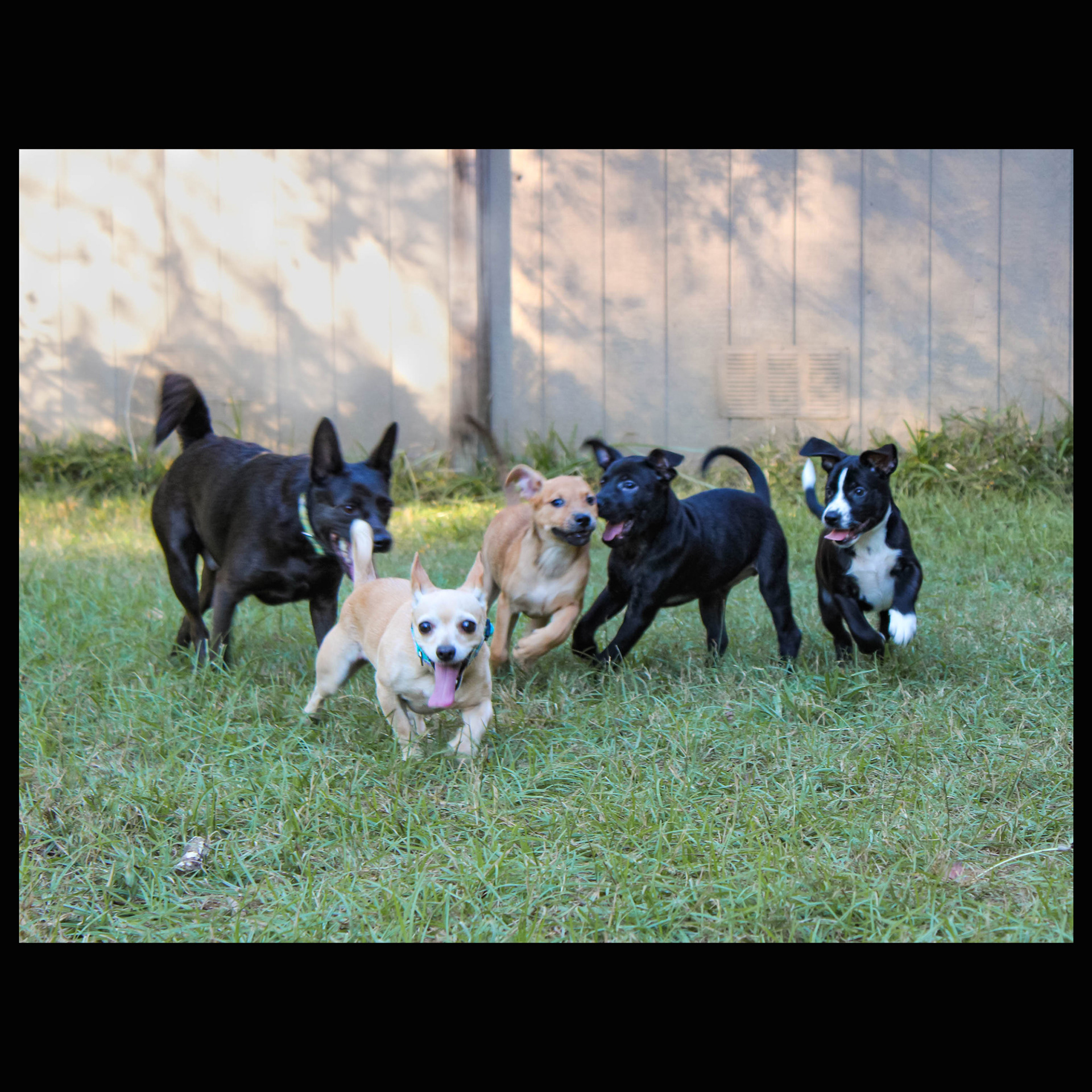 Five dogs, one dash toward the camera.
