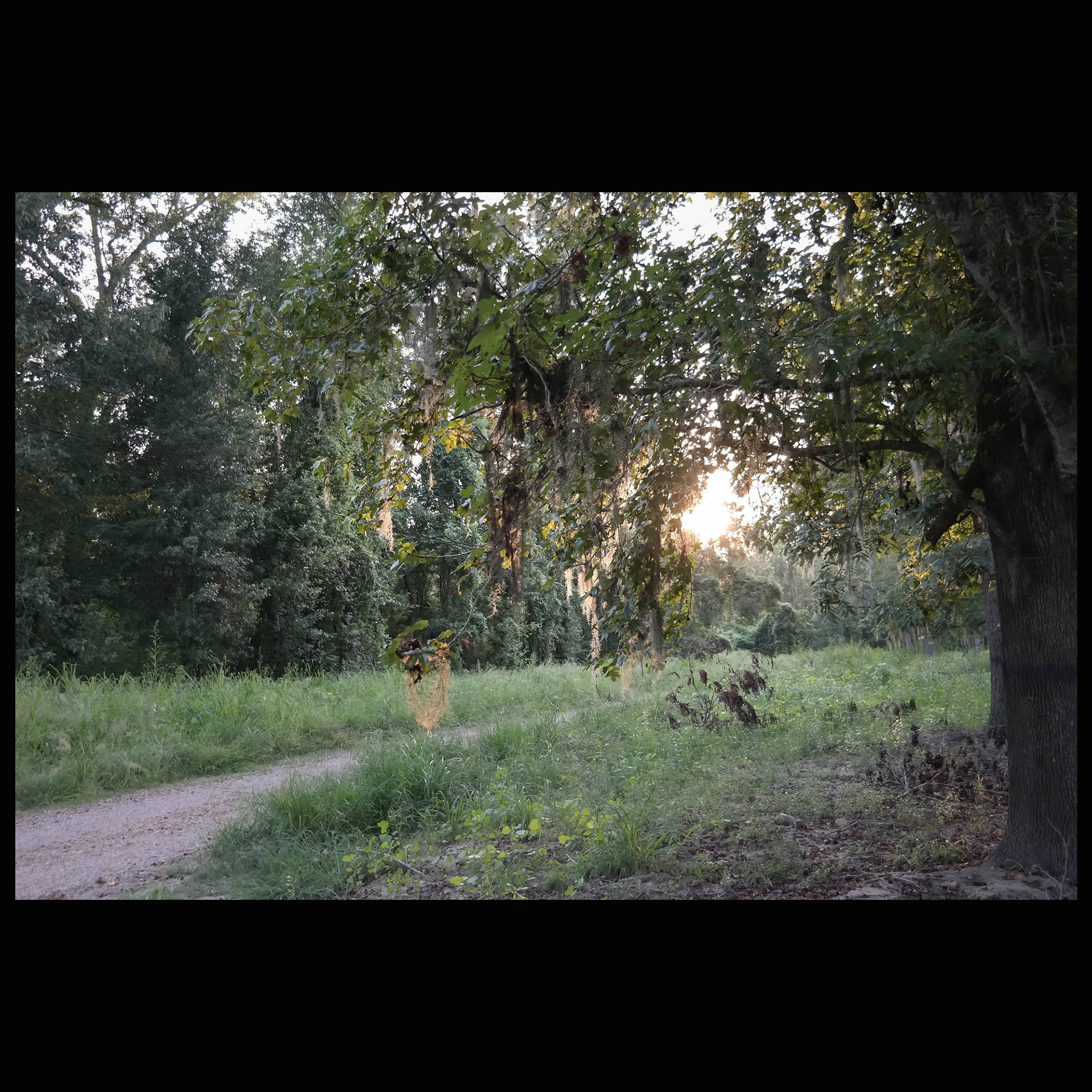 Evening trail, Liberty County, on the Trinity River.