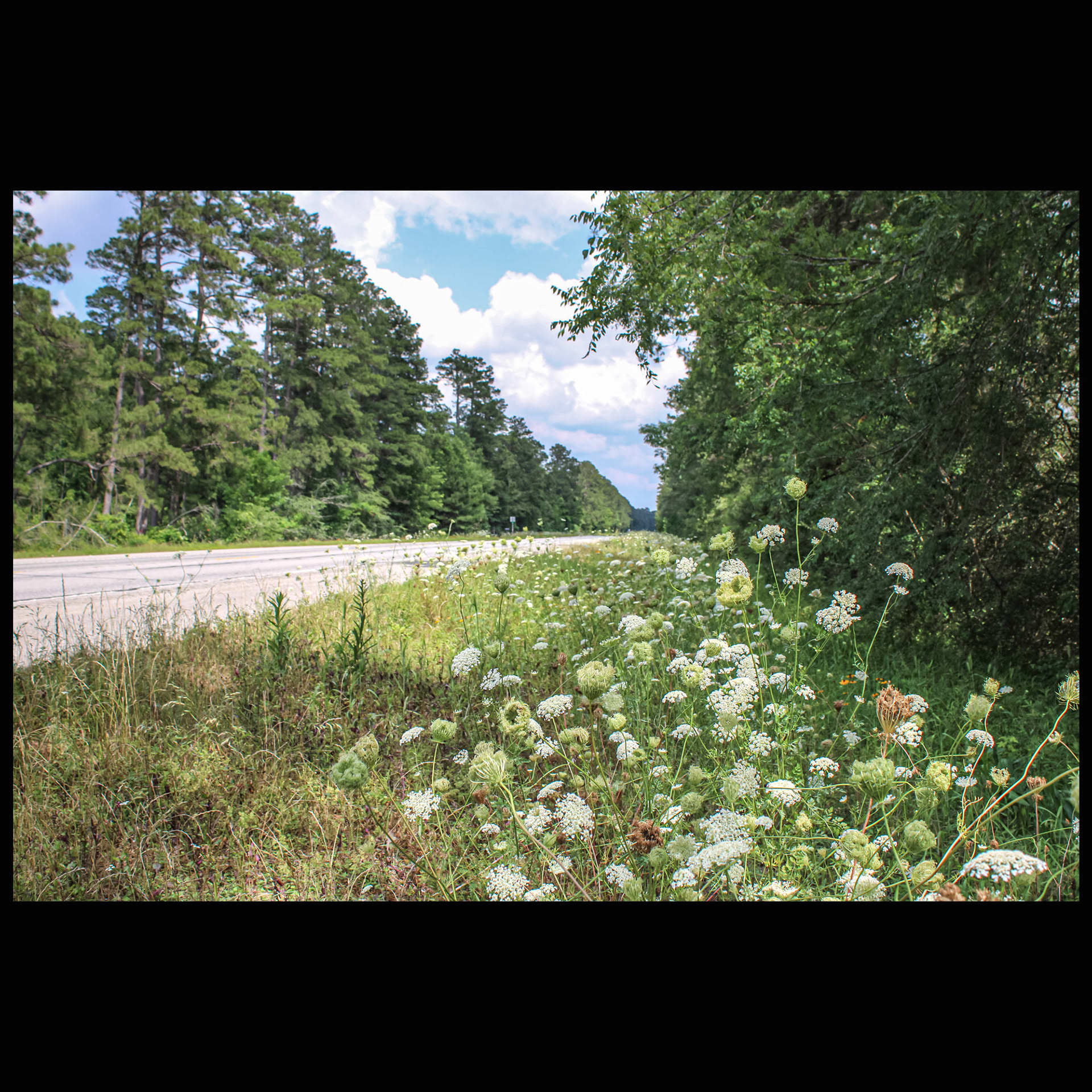 Roadside in bloom, East Texas summer.