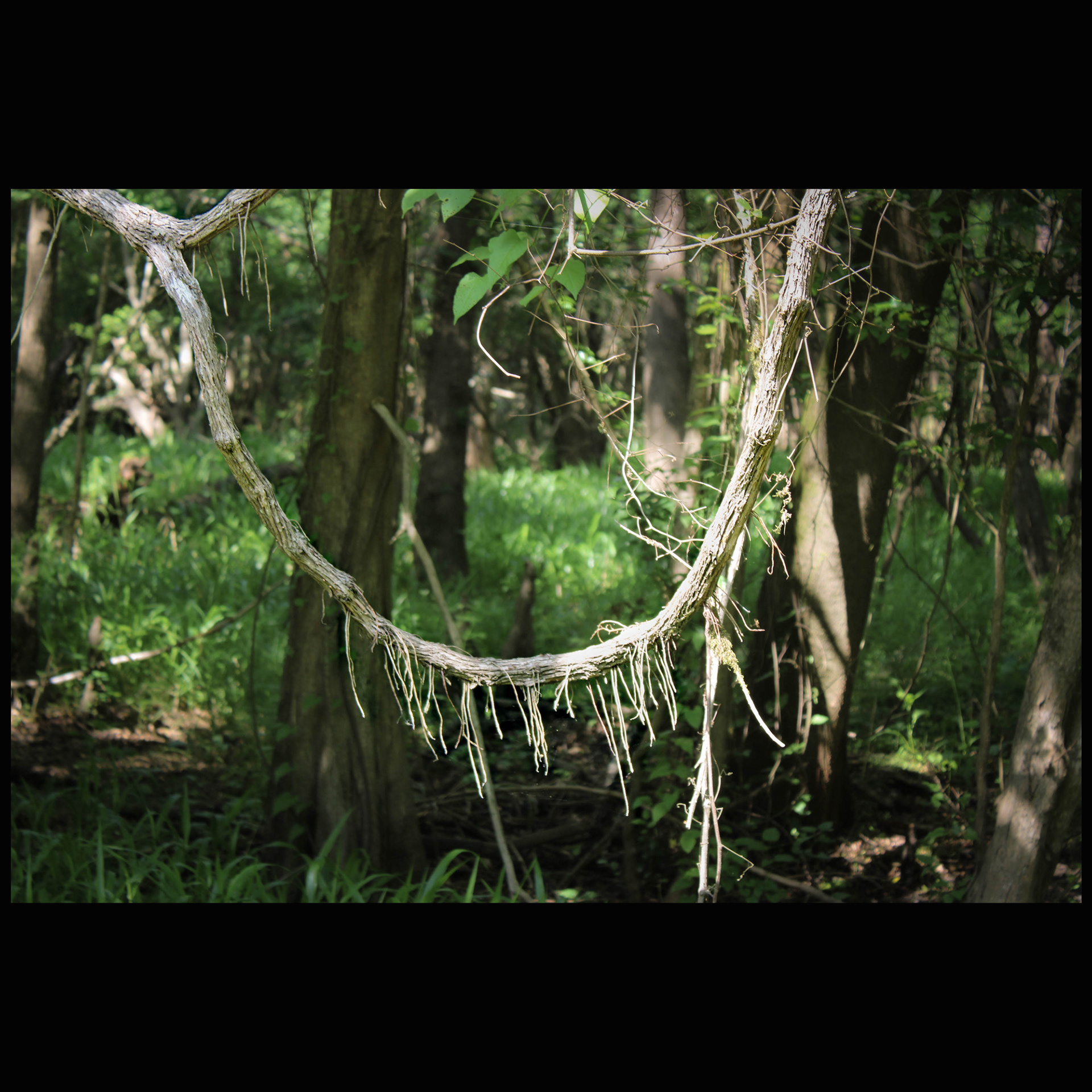 Hanging vine, river bottom forest.