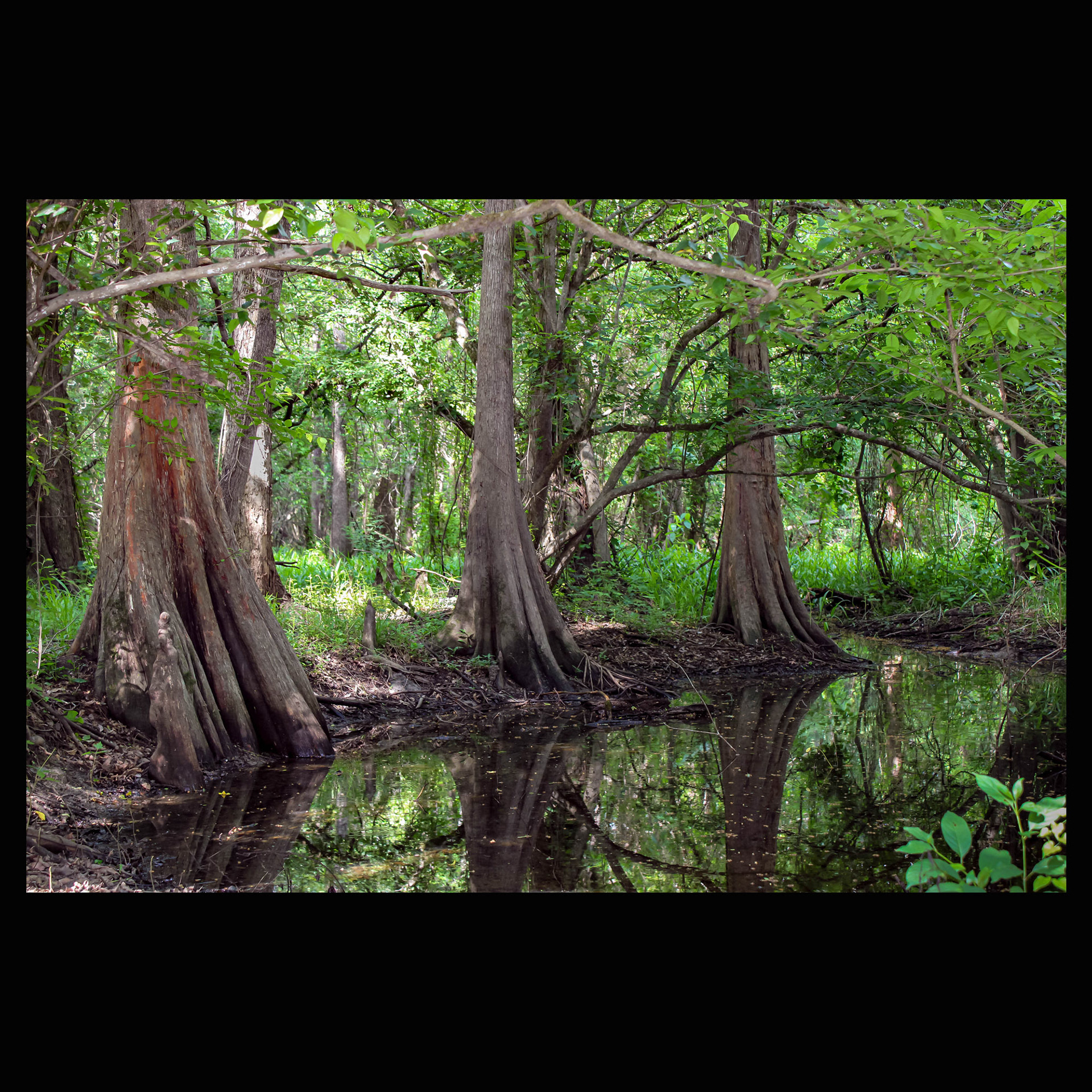 Bald cypress grove, Trinity River bottomland, East Texas.