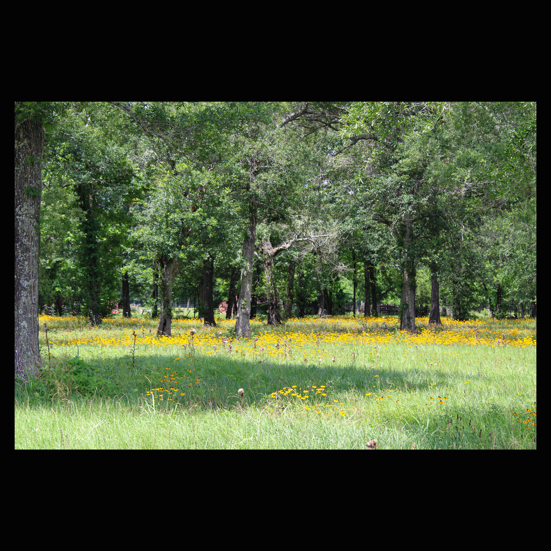 Wildflower meadow, East Texas bottomland.