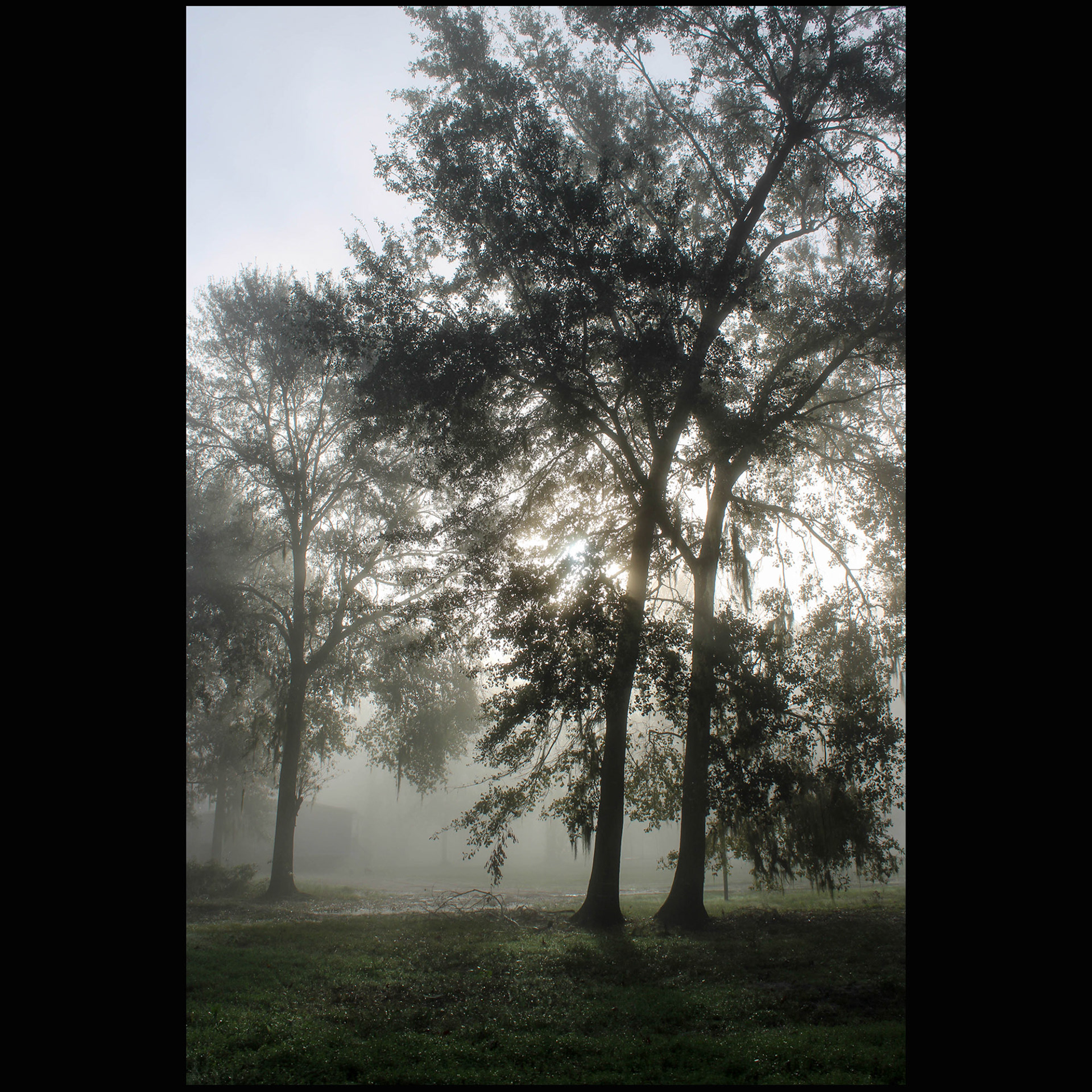 Morning fog, Liberty County, on the Trinity River.