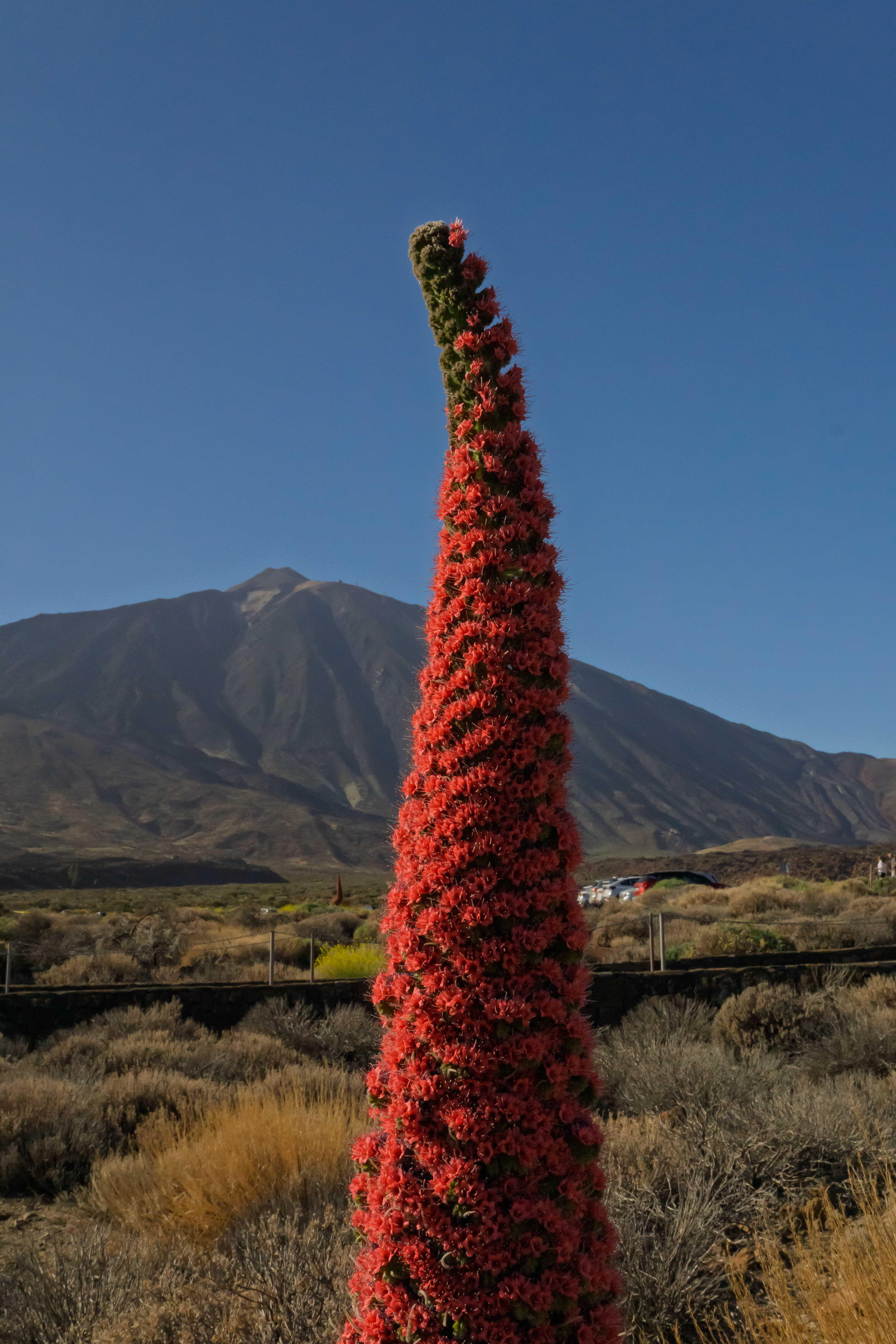 Teide y sus tajinastes rojos