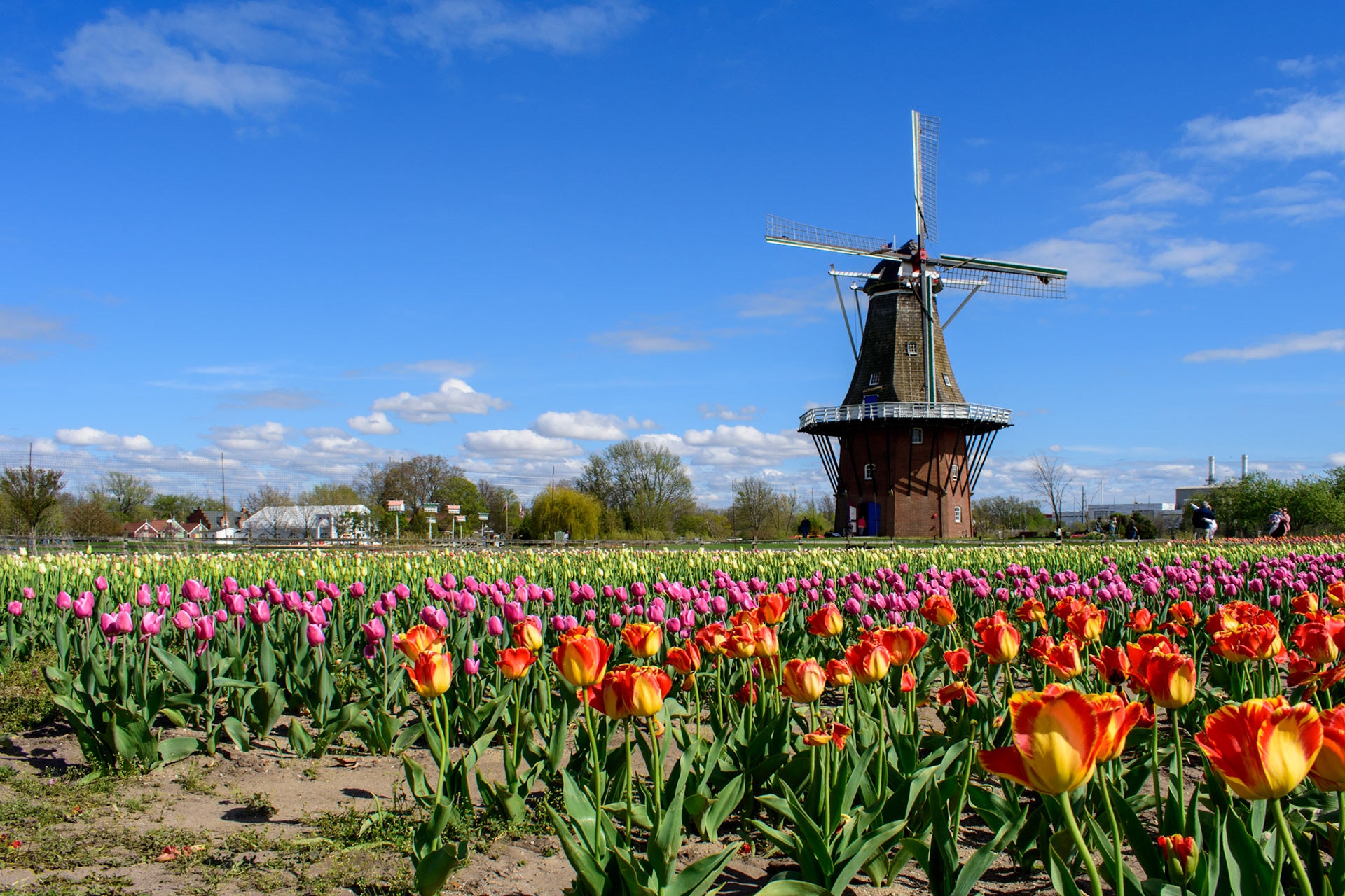 The De Zwann windmill in Holland, MI