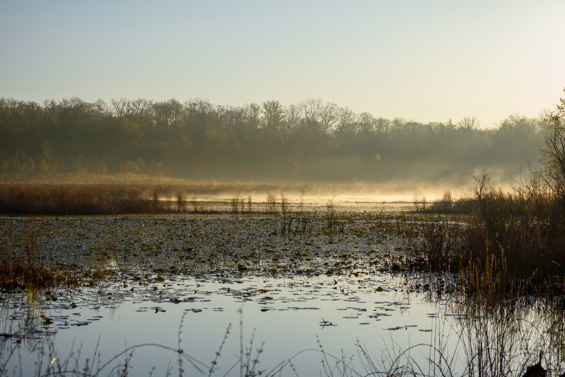 Reed's lake at sunrise (0080)