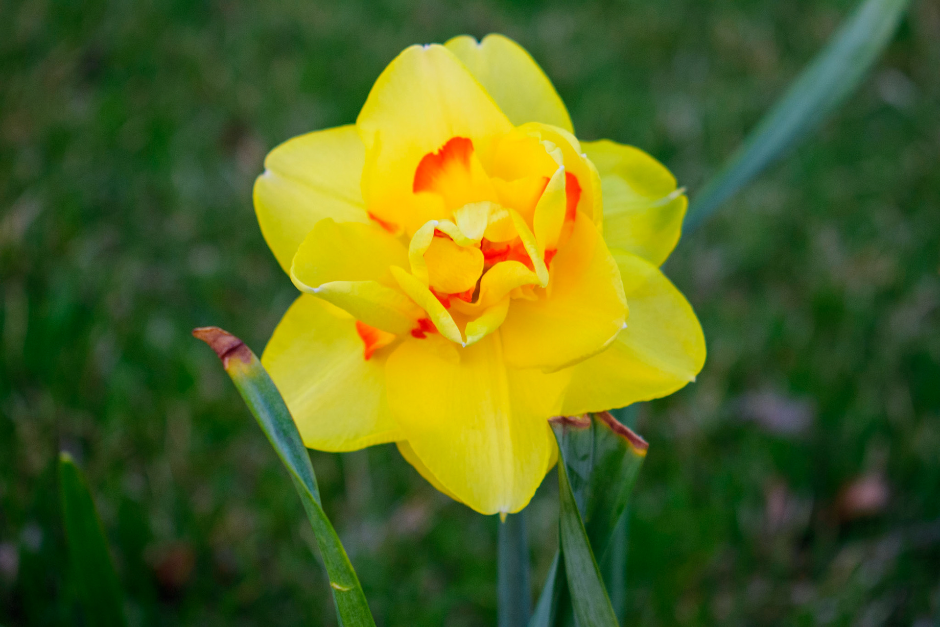 Flower (0584)