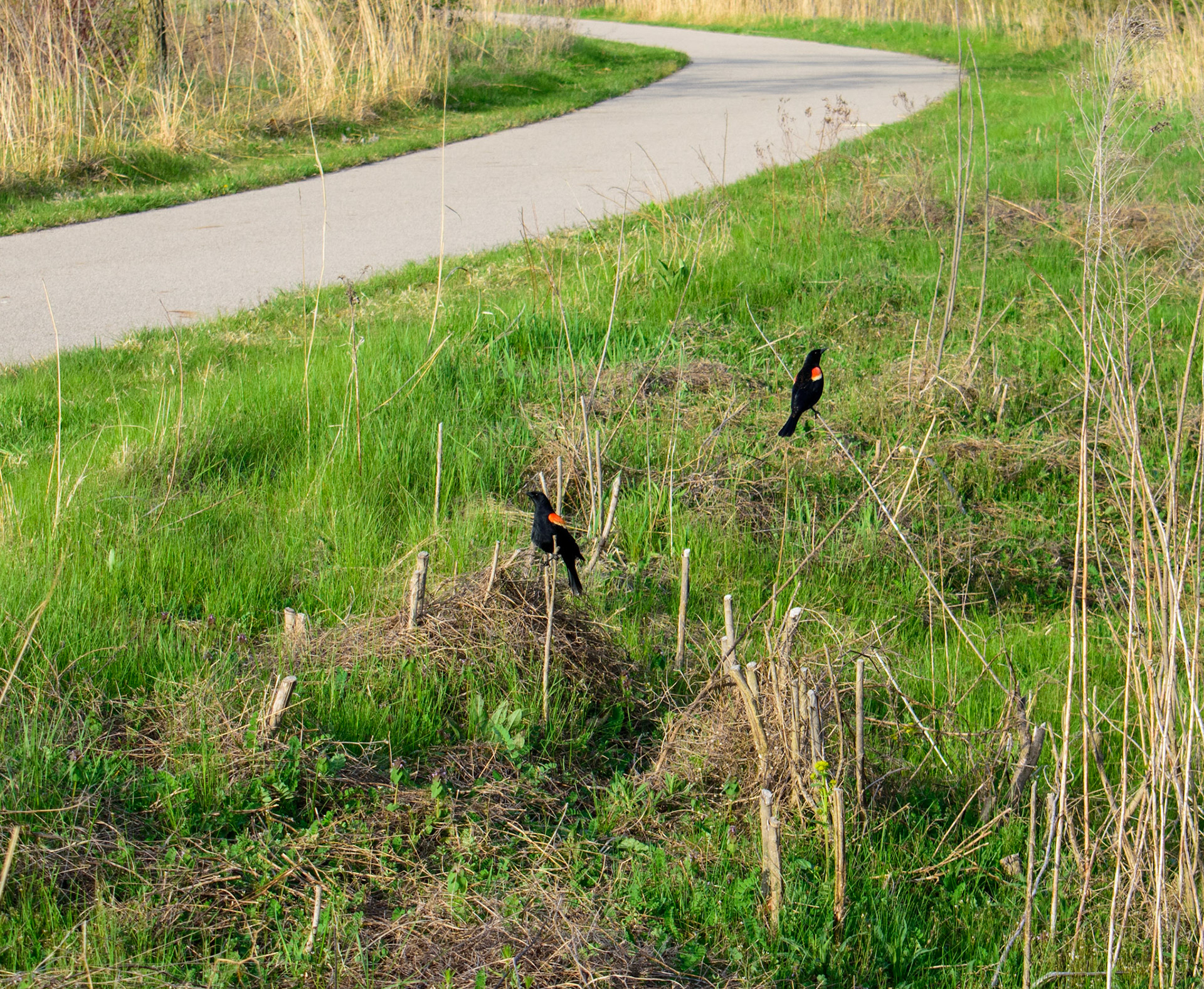 Red-winged Blackbirds (0101)