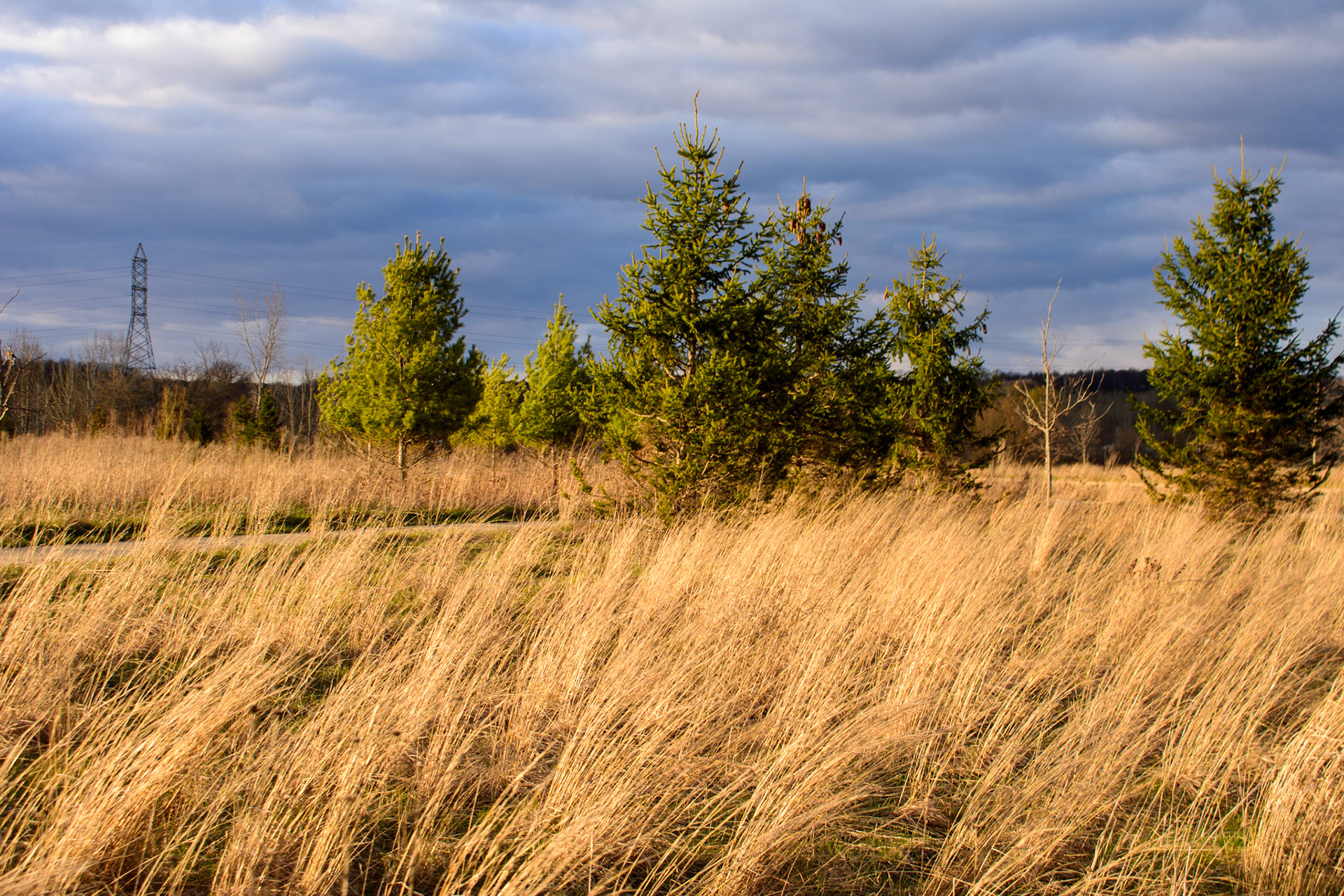Meadows at Millennium Park