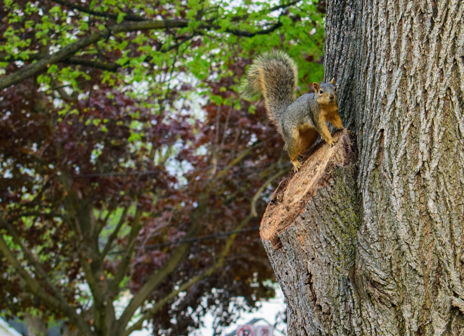 Squeaky the Squirrel (0124)