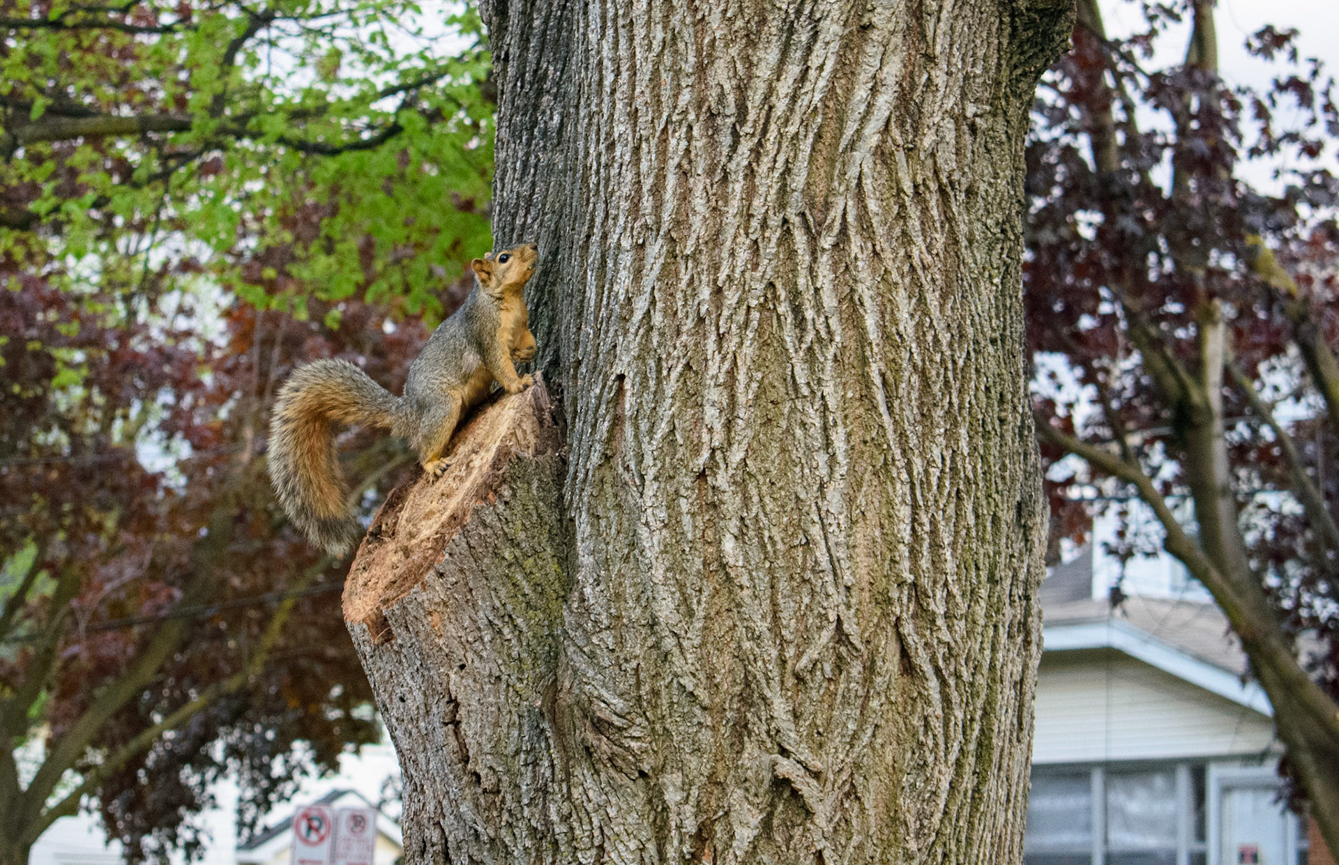 Squeaky the Squirrel (0125)