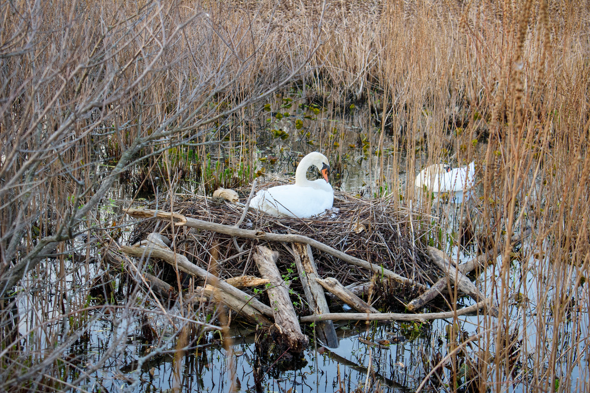 Swans (0200)
