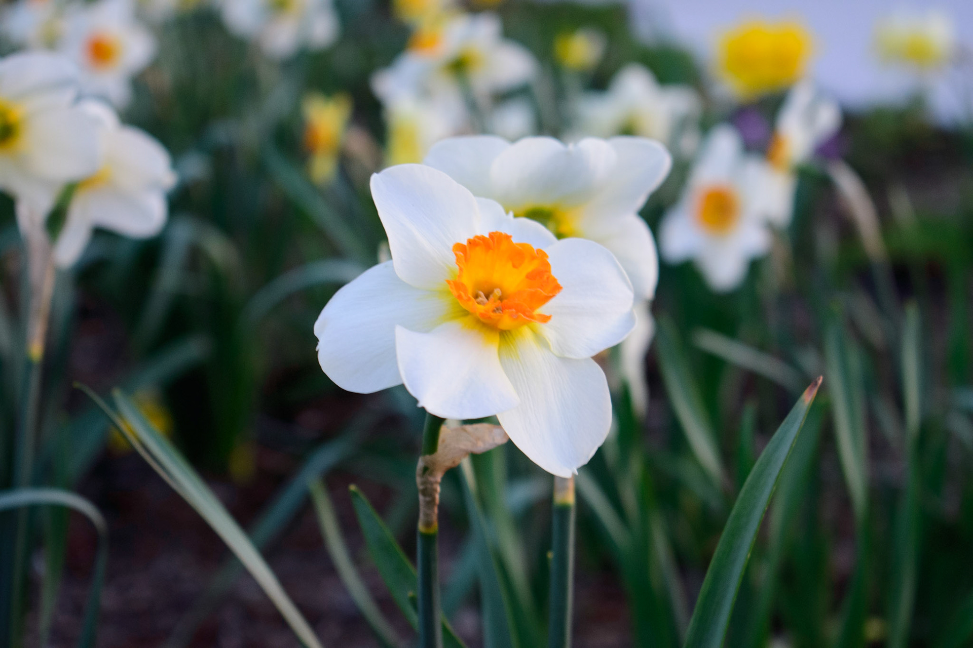 Flower (0602)