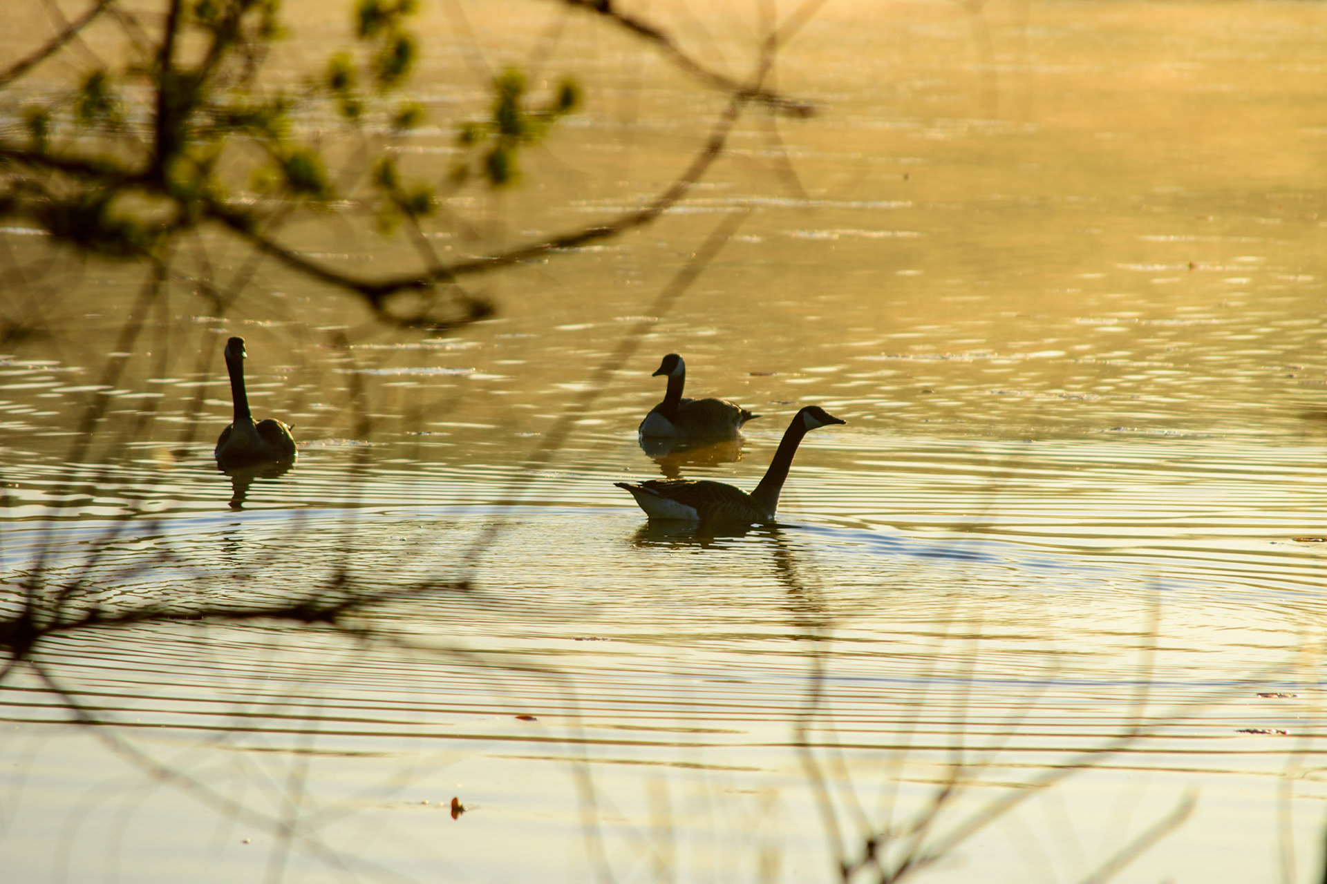 Geese (0065)